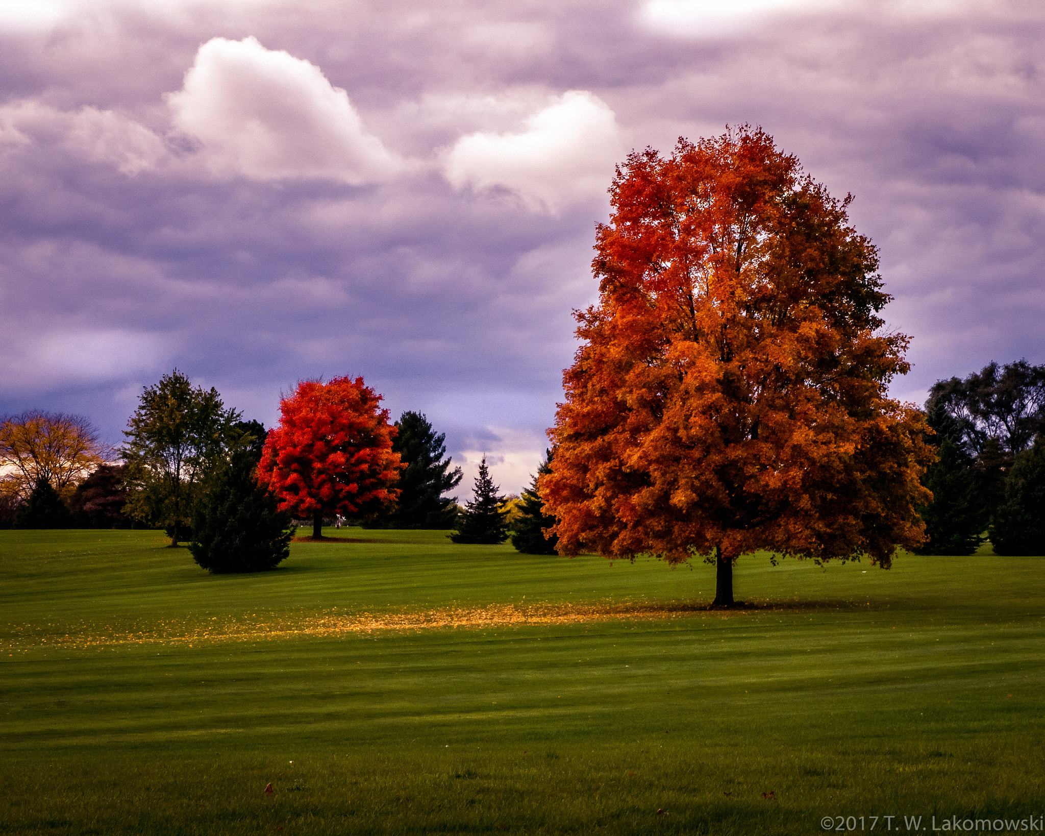 Sony Alpha NEX-C3 + Sony E 18-55mm F3.5-5.6 OSS sample photo. Fall tree photography