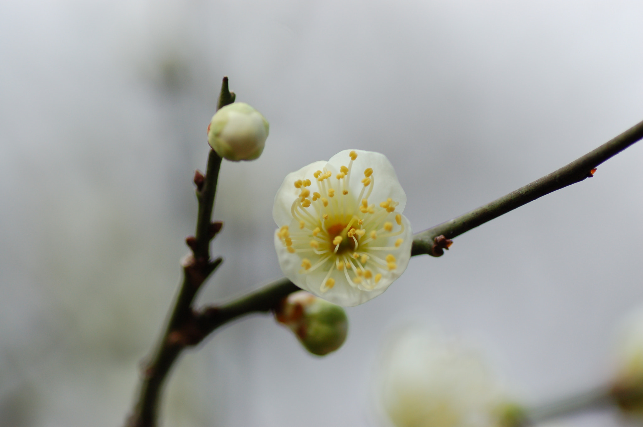 Nikon D50 sample photo. Plum　梅 photography