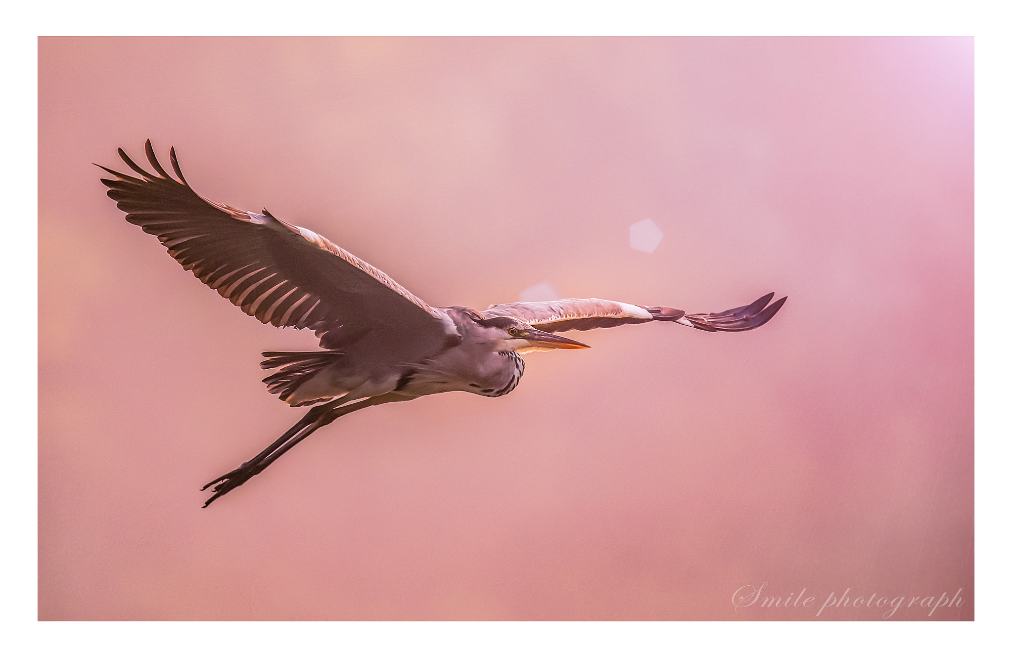 Sigma 150-600mm F5-6.3 DG OS HSM | C sample photo