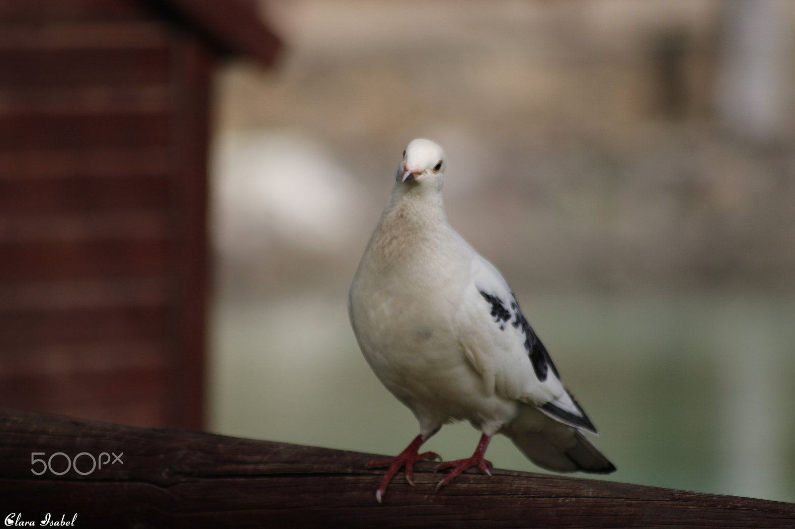 Canon EOS 1200D (EOS Rebel T5 / EOS Kiss X70 / EOS Hi) sample photo. Simplemente linda... photography