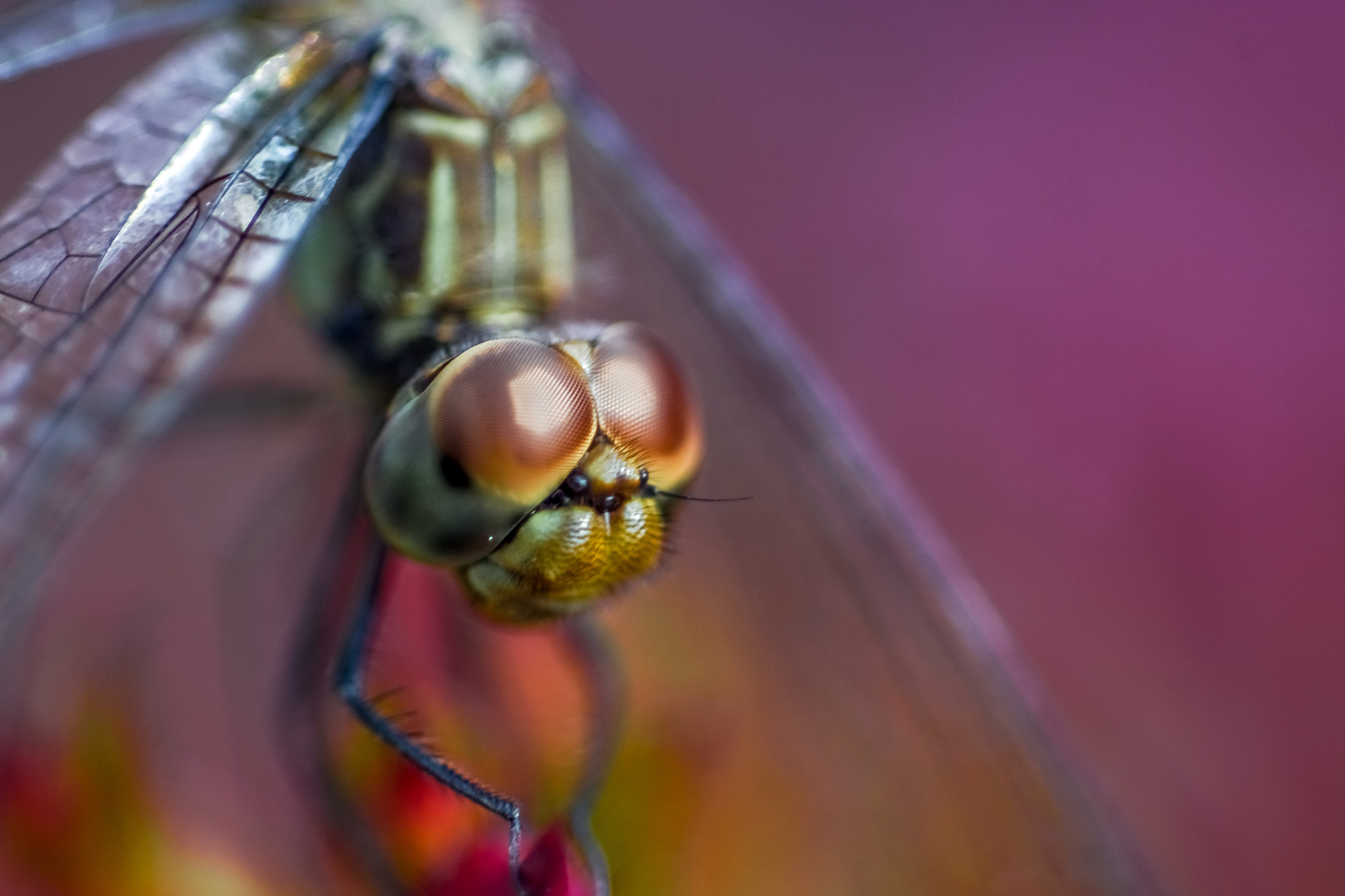 Sony ILCA-77M2 + Tamron SP AF 90mm F2.8 Di Macro sample photo. Dragonfly photography