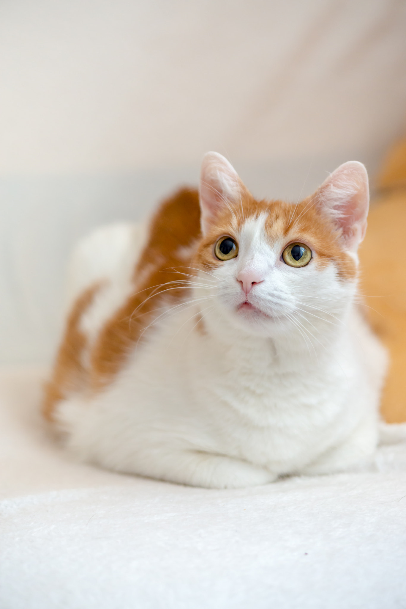 Nikon D610 + AF Micro-Nikkor 105mm f/2.8 sample photo. Cute ginger kitty model wallow on couch photography