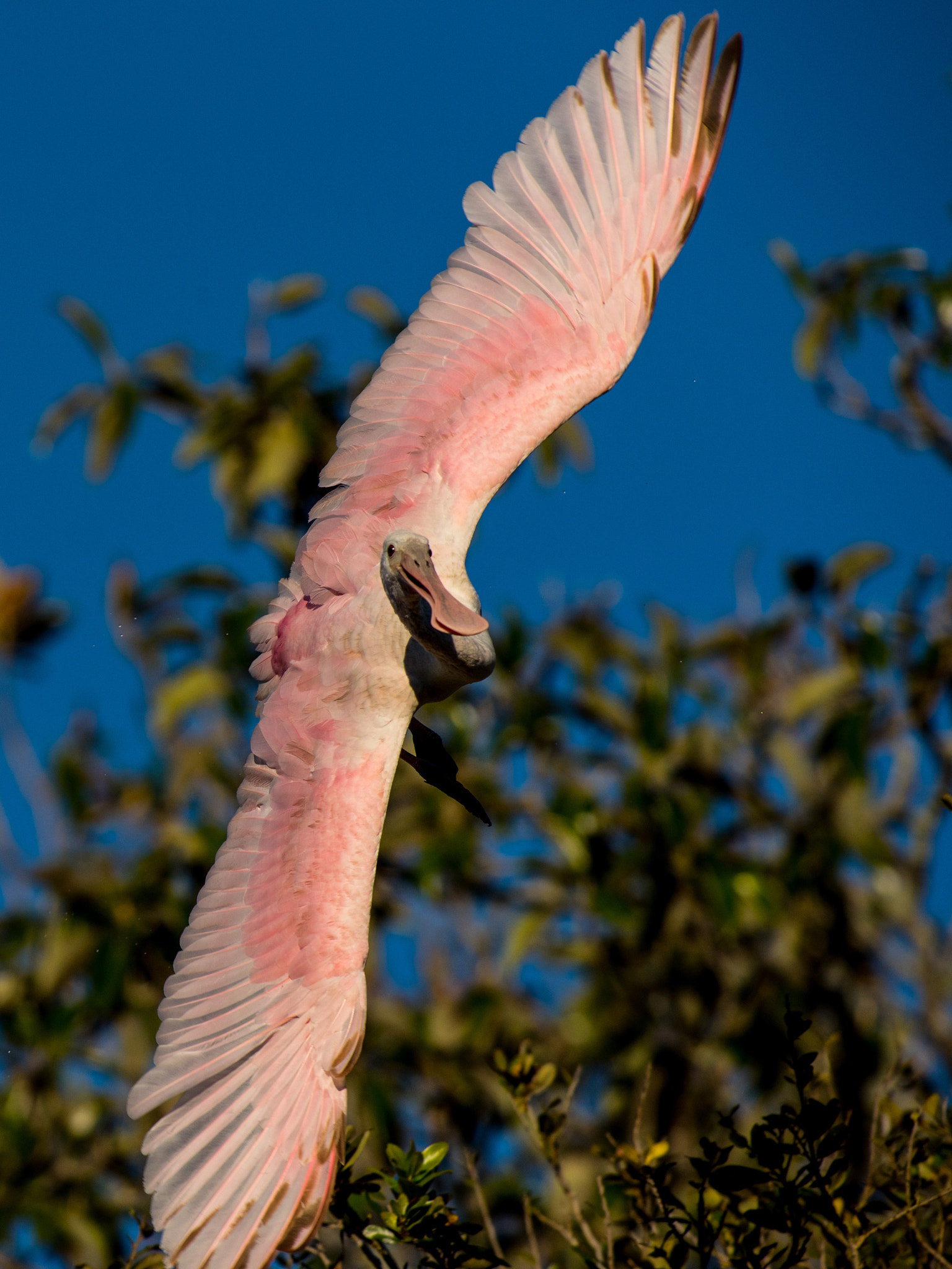 Nikon AF-S Nikkor 300mm F2.8G ED VR II sample photo. Spoonbill photography