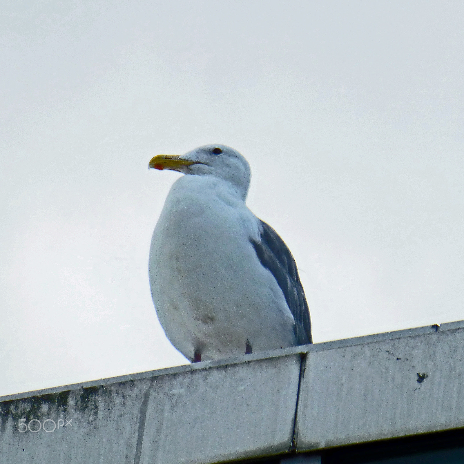 Panasonic Lumix DMC-ZS20 (Lumix DMC-TZ30) sample photo. City seagull photography