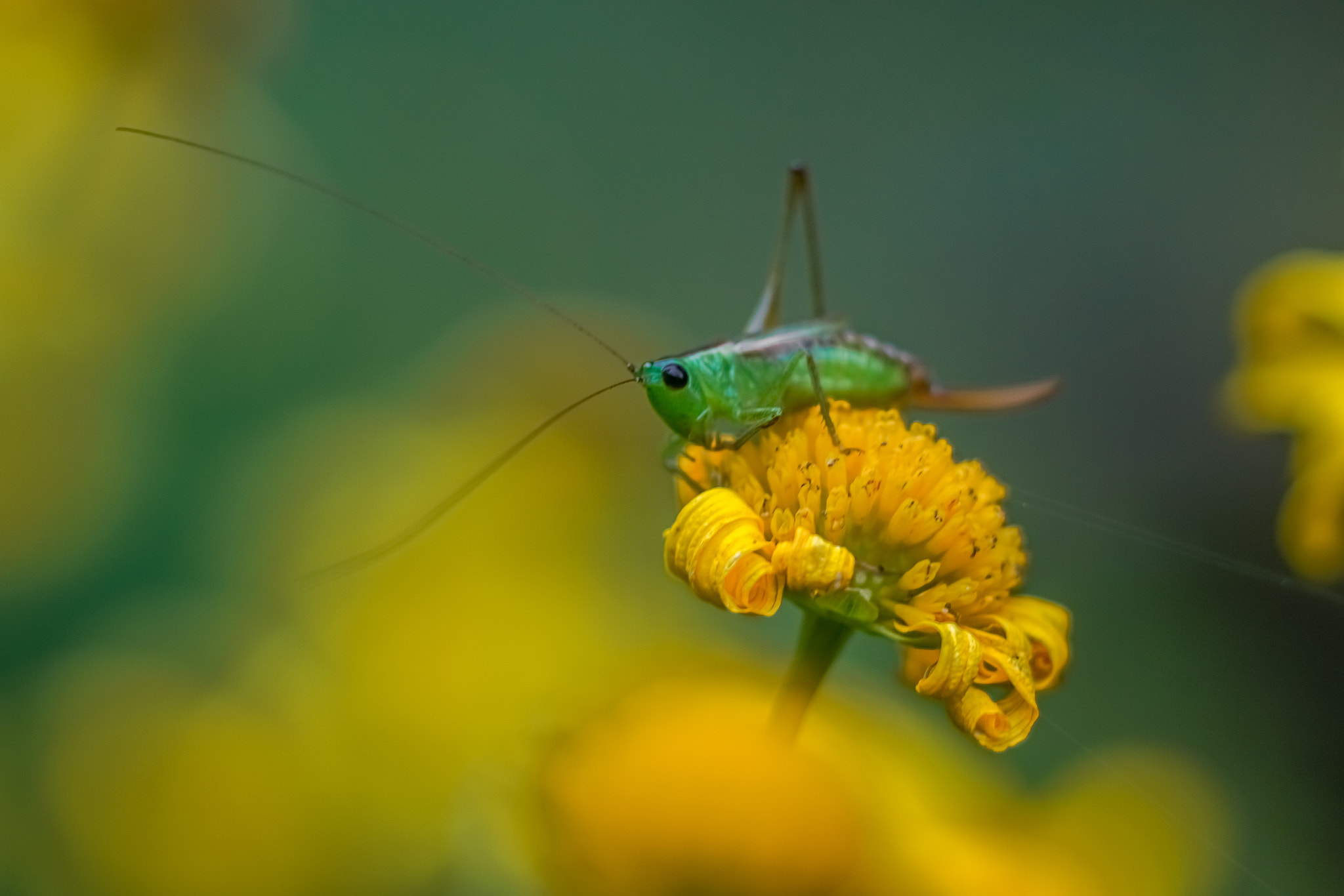 Sony ILCA-77M2 + Tamron SP AF 90mm F2.8 Di Macro sample photo