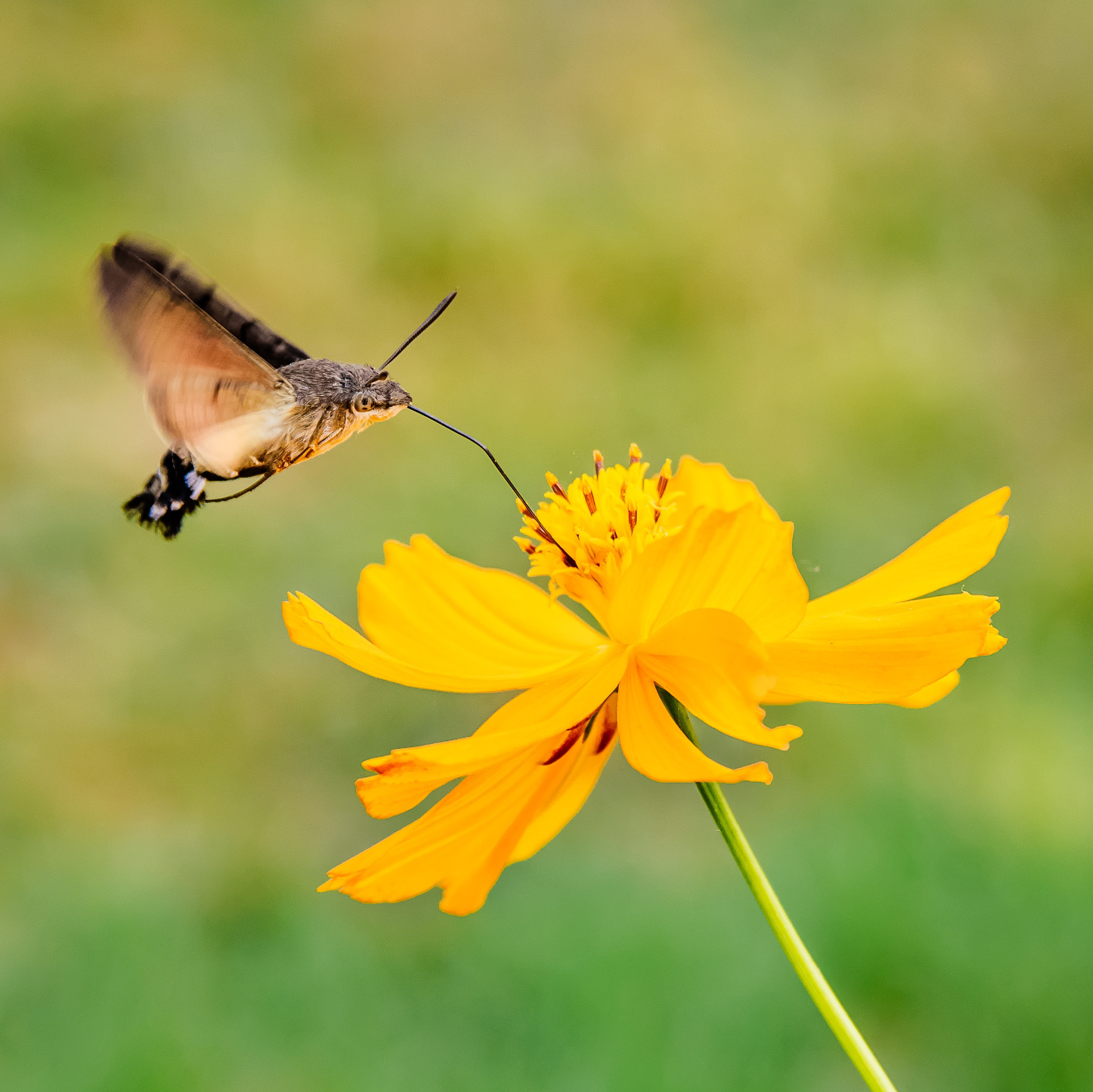 AF Zoom-Nikkor 28-105mm f/3.5-4.5D IF sample photo. Macroglossum corythus luteata photography