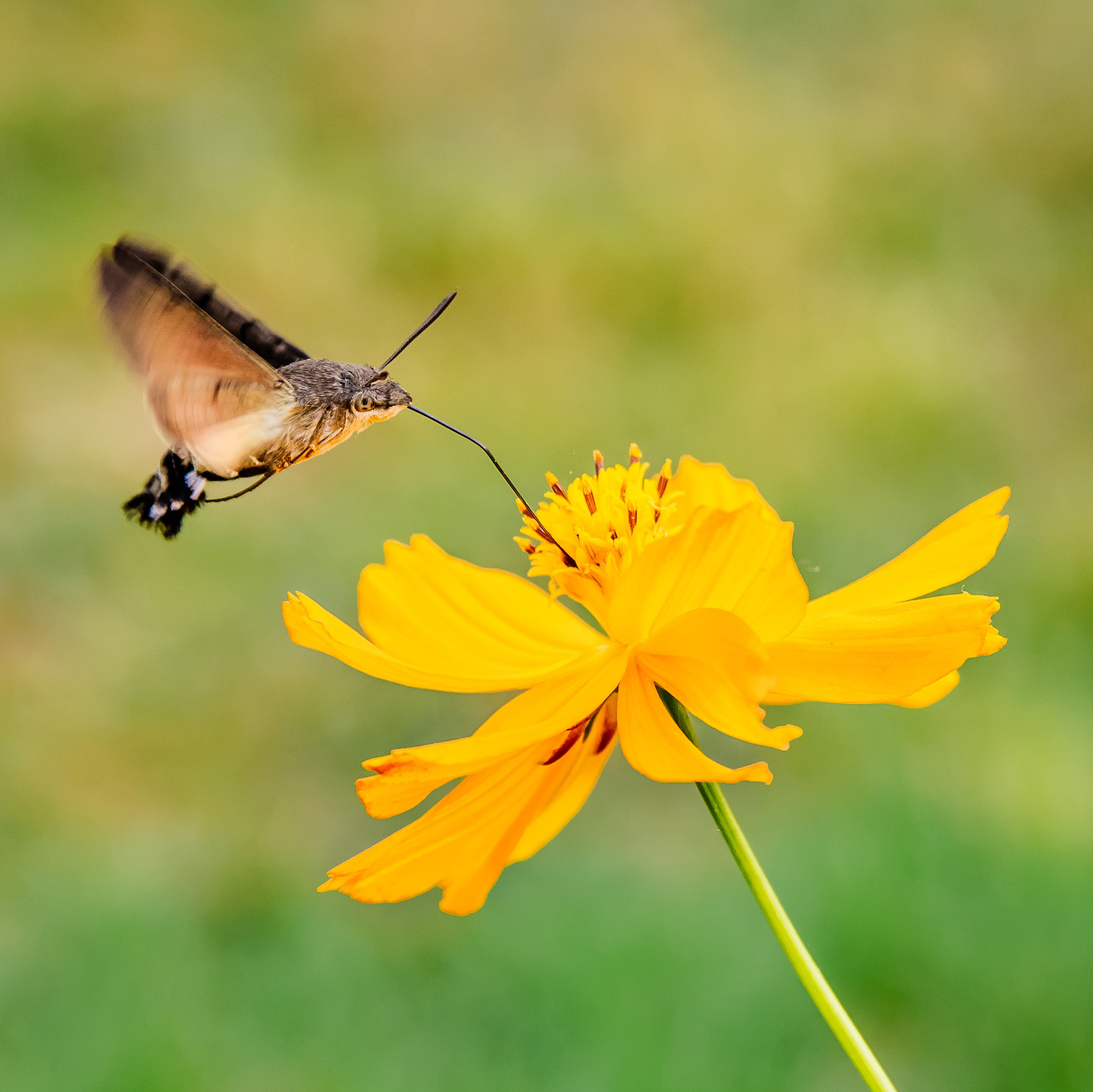 Nikon D750 sample photo. Macroglossum corythus luteata photography