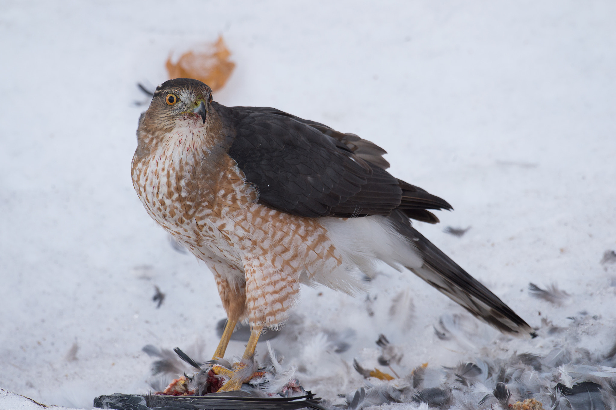Nikon AF-S Nikkor 800mm F5.6E FL ED VR sample photo. Epervier de cooper, acciptiter cooperil, cooper's hawk photography