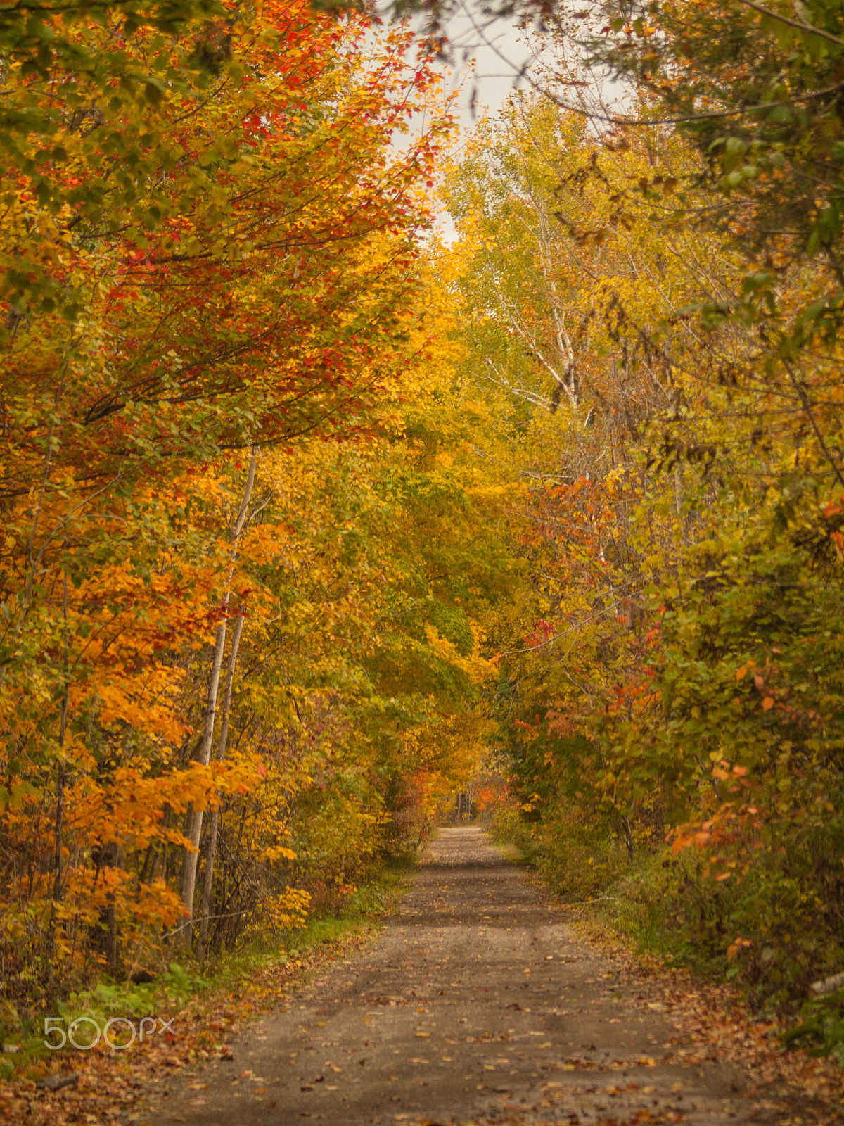 Olympus E-620 (EVOLT E-620) sample photo. Tunnel trail photography