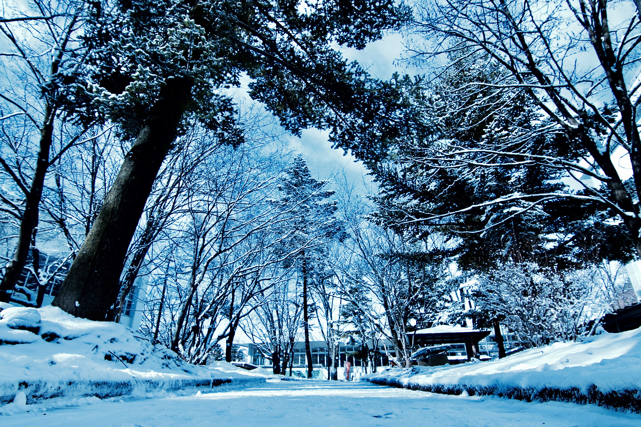 Canon EOS 700D (EOS Rebel T5i / EOS Kiss X7i) sample photo. Shinshu-university photography
