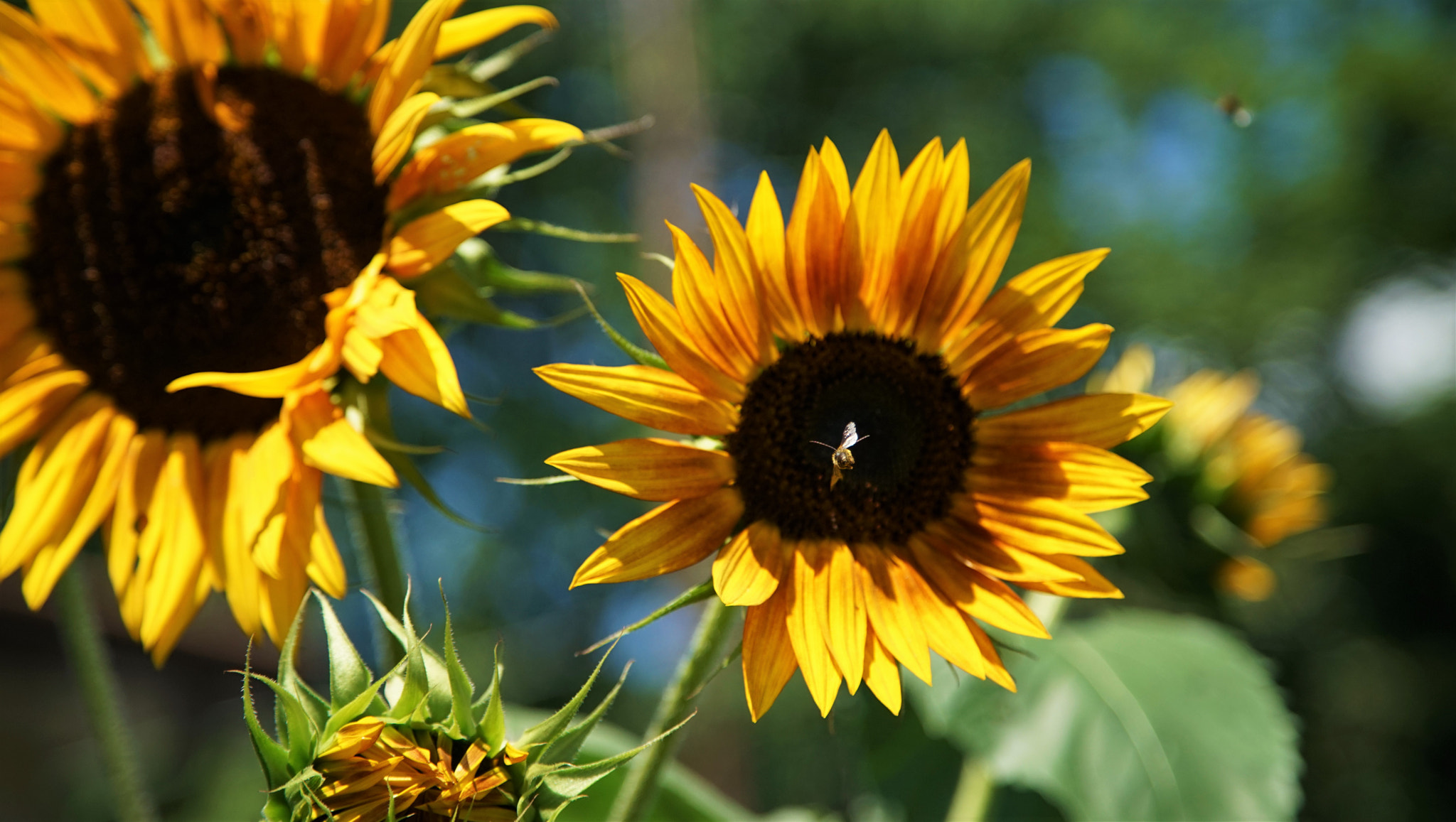 Sony a7 sample photo. Sun flower bee in flight photography