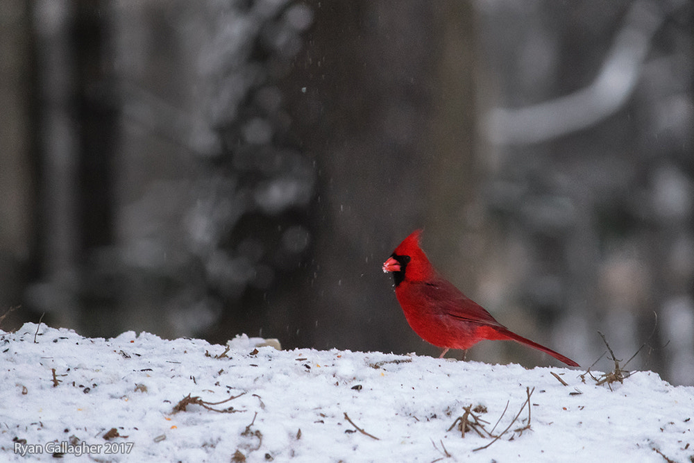 Canon EF-S 55-250mm F4-5.6 IS sample photo. Fresh snow, red coat photography