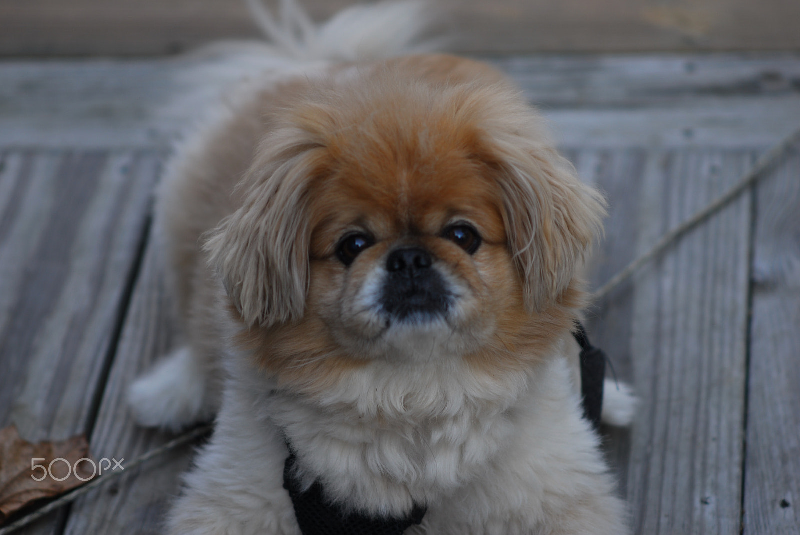 Nikon D200 + Manual Lens No CPU sample photo. Jeffrey photography