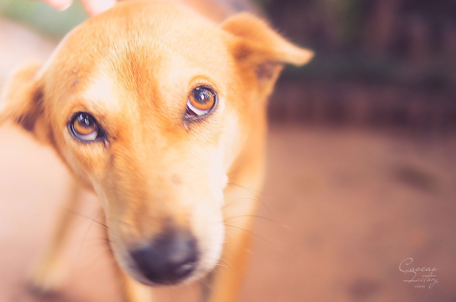 Pentax smc FA 31mm F1.8 AL Limited sample photo. Cute dogs photography