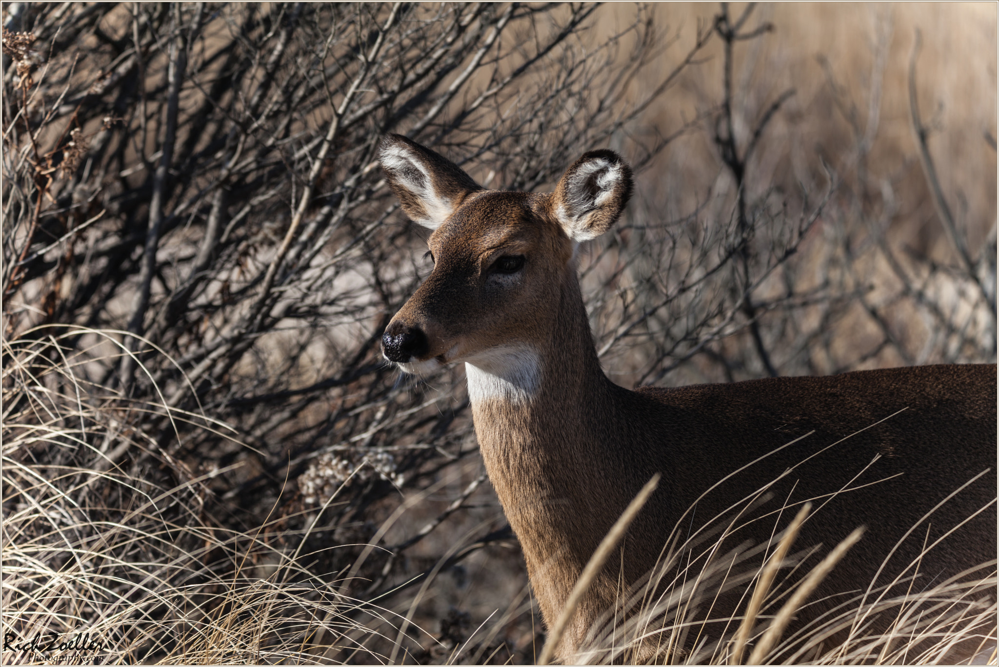 Sigma 150-600mm F5-6.3 DG OS HSM | C sample photo. ..dosey the doe.. photography