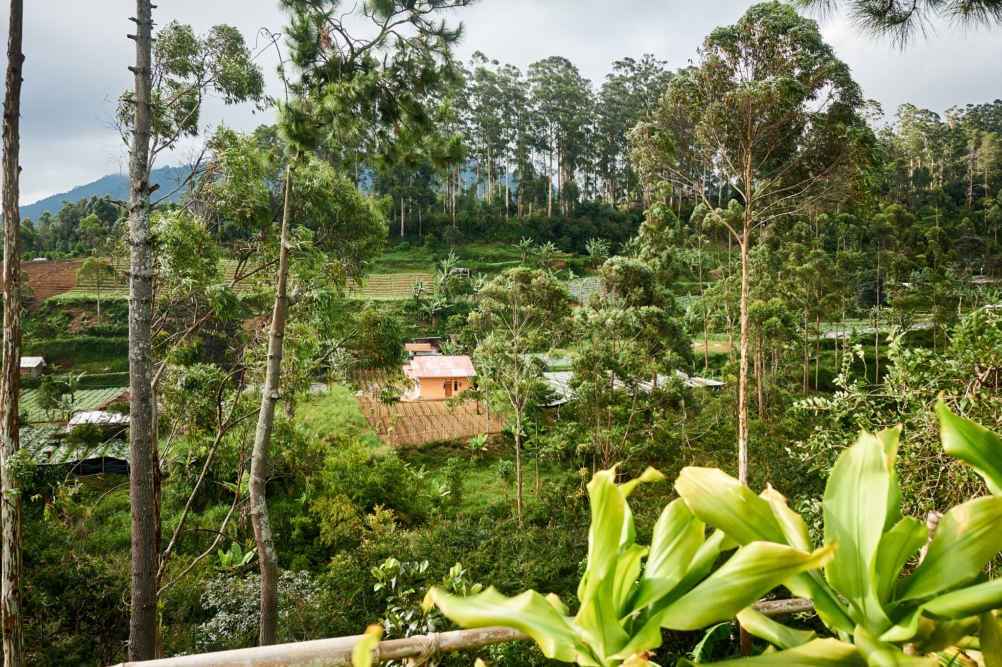 Sony Alpha a5000 (ILCE 5000) sample photo. Around bandung photography