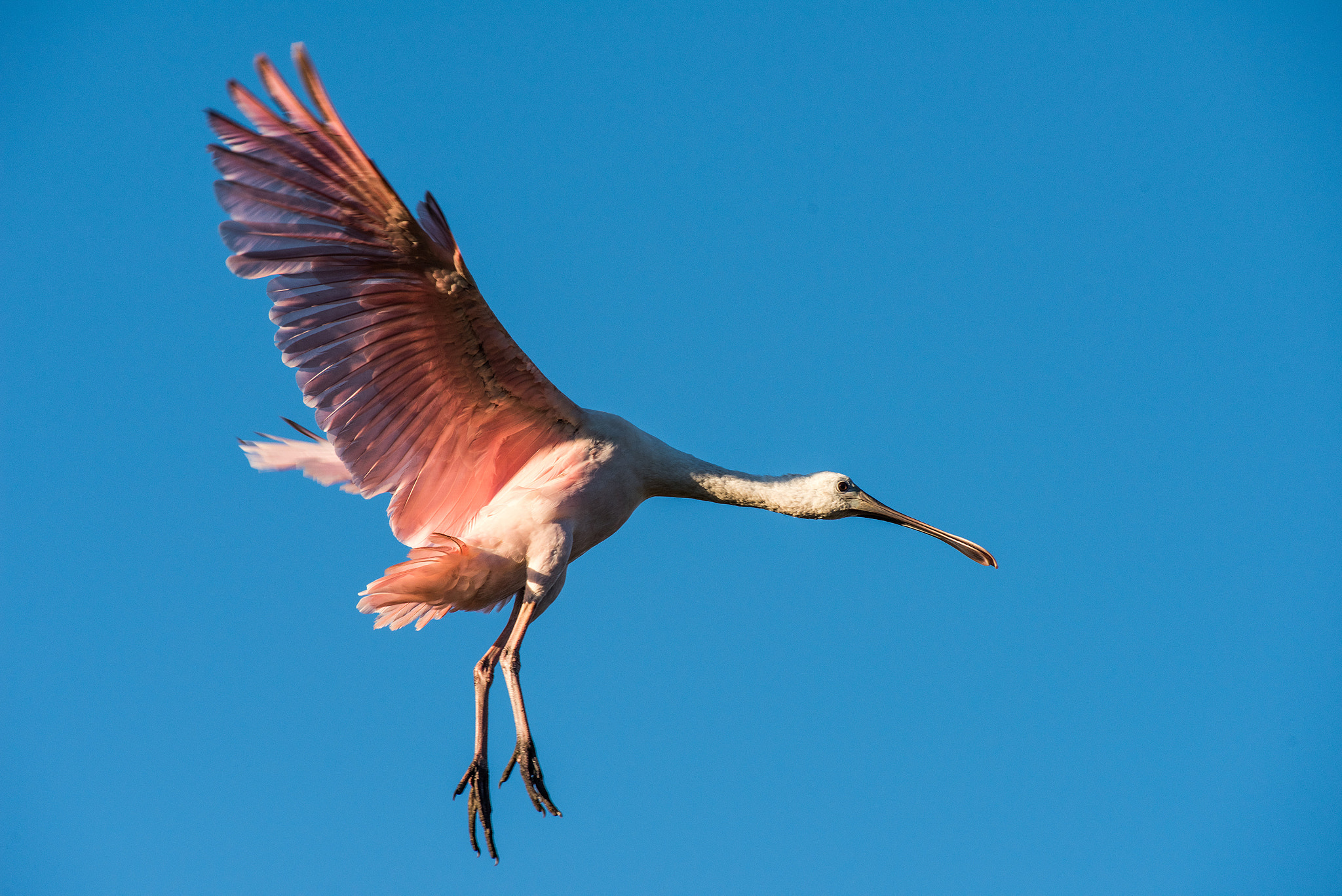 Nikon AF-S Nikkor 300mm F2.8G ED VR II sample photo. Spoonbill photography