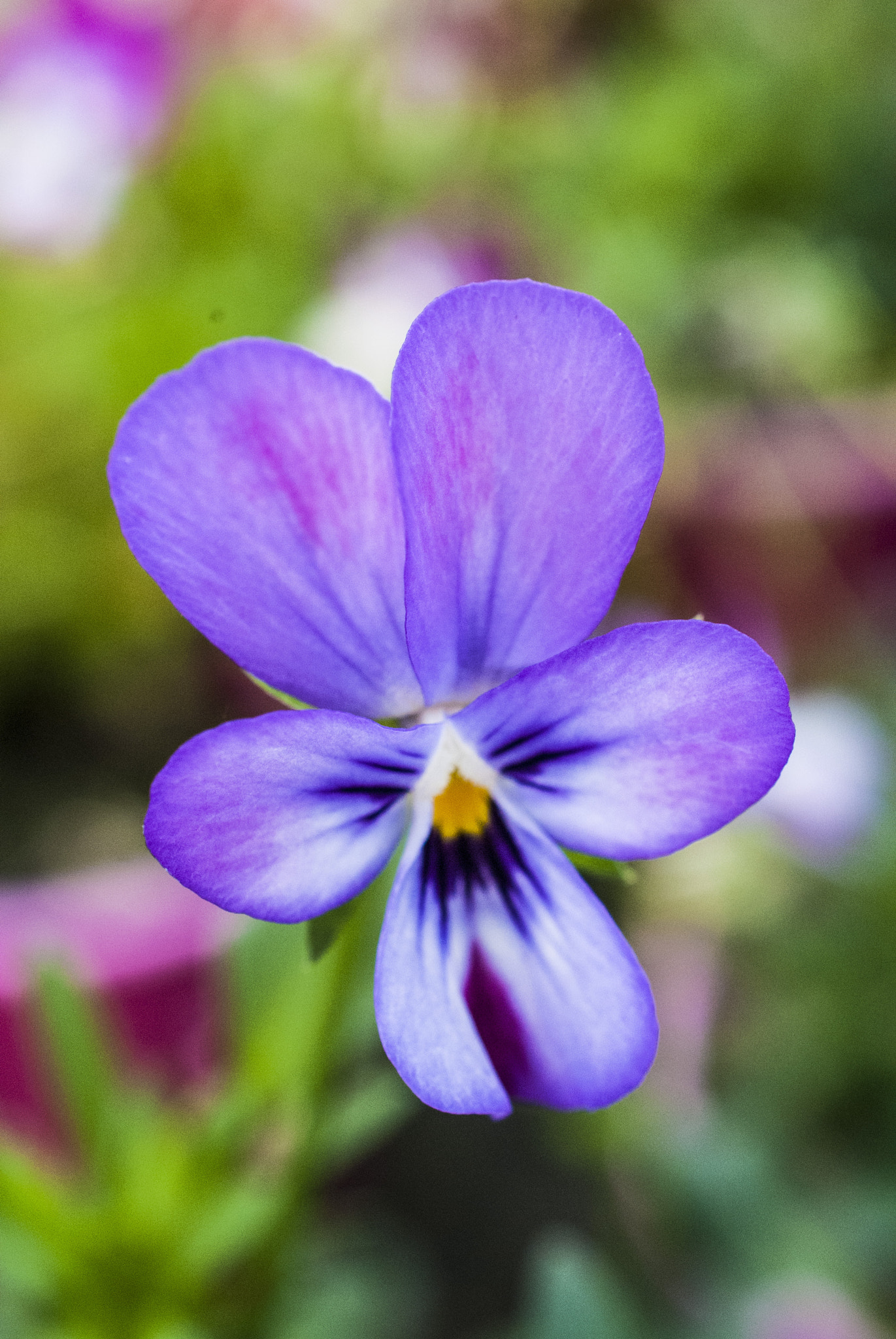 Nikon AF-S DX Micro Nikkor 40mm F2.8 sample photo. - photography