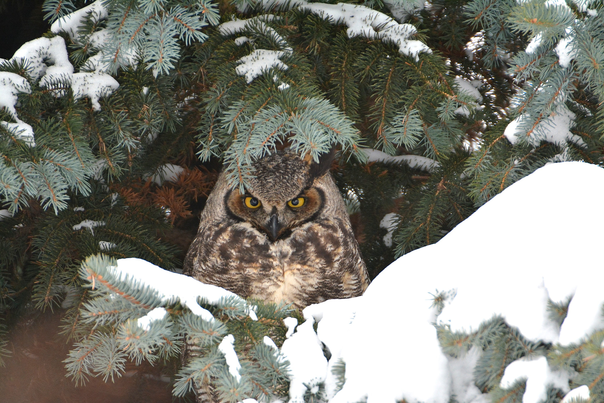 Nikon D7100 + Sigma 50-500mm F4.5-6.3 DG OS HSM sample photo. Great horned owl / grand duc d'amérique photography