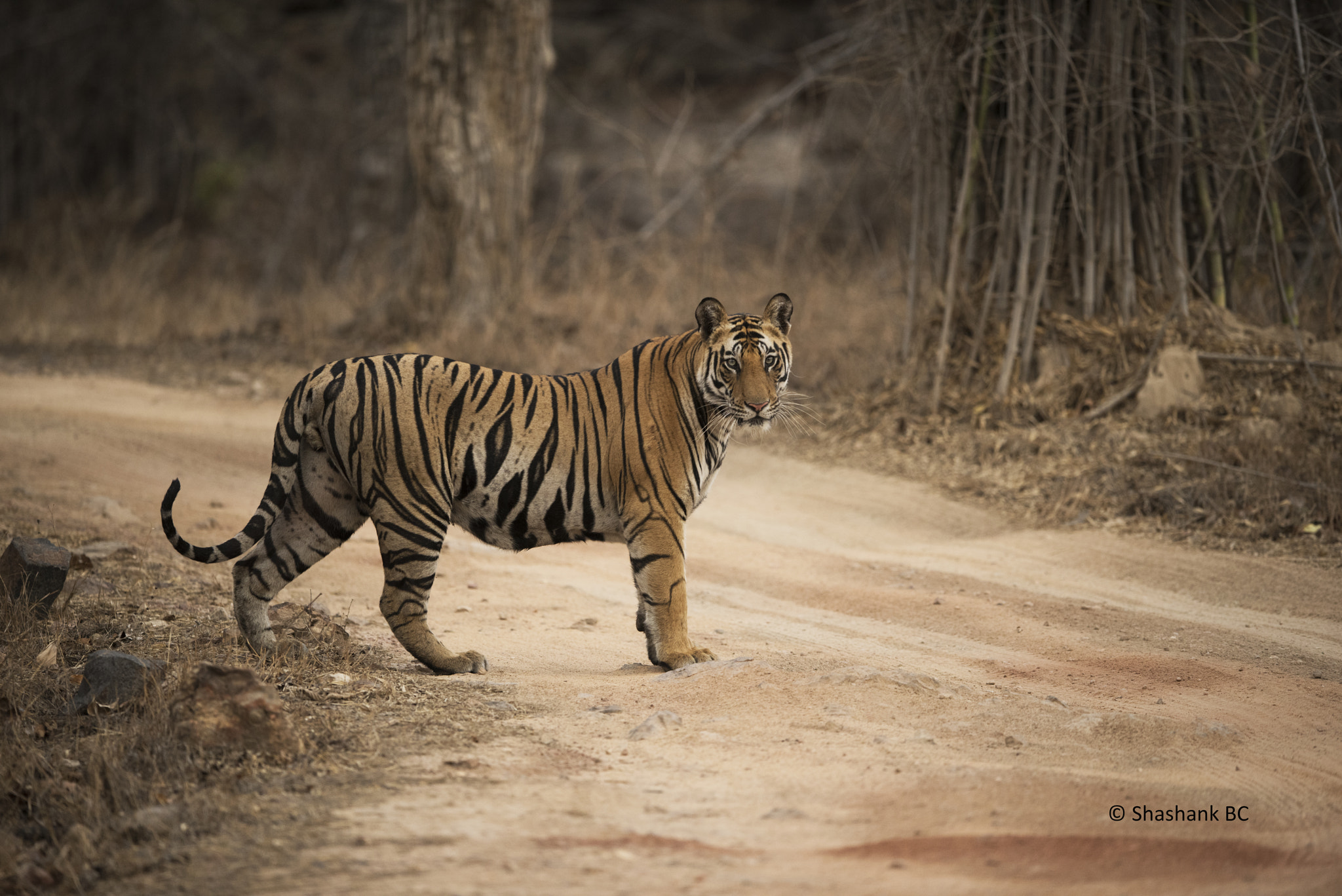 Nikon D810 + Nikon AF-S Nikkor 400mm F2.8E FL ED VR sample photo. Beautiful sub adult! photography