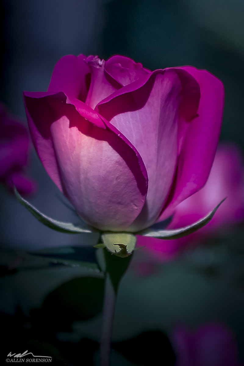 Canon EF-S 24mm F2.8 STM sample photo. A rose in winter photography