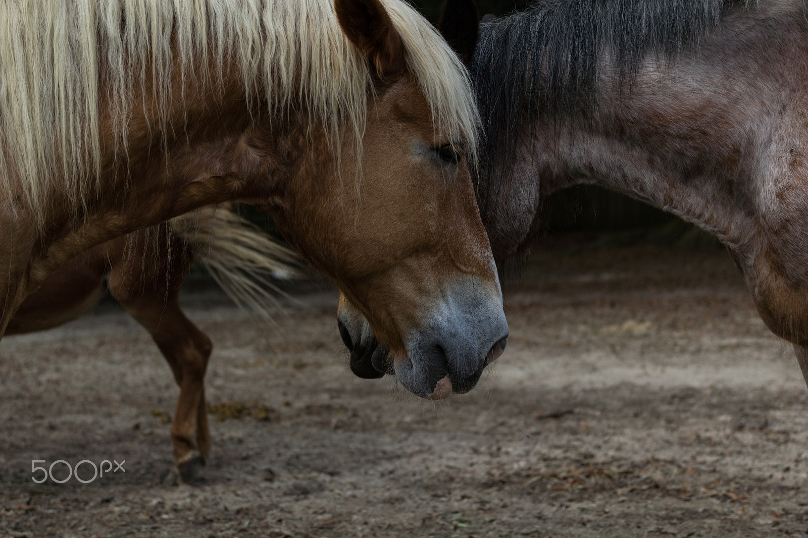 Canon EOS 550D (EOS Rebel T2i / EOS Kiss X4) sample photo. Cheek to cheek photography