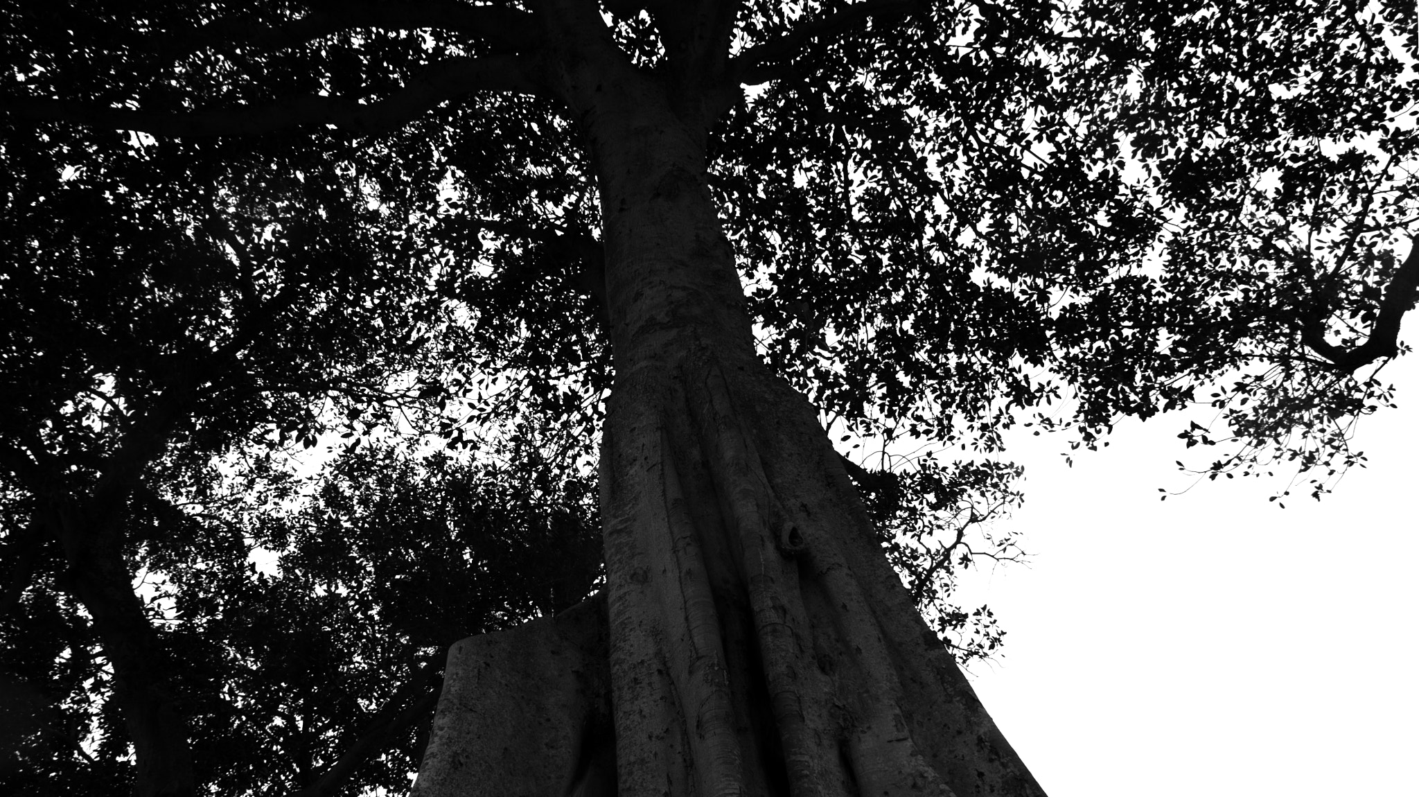 Canon EOS 50D sample photo. Organic matter photography