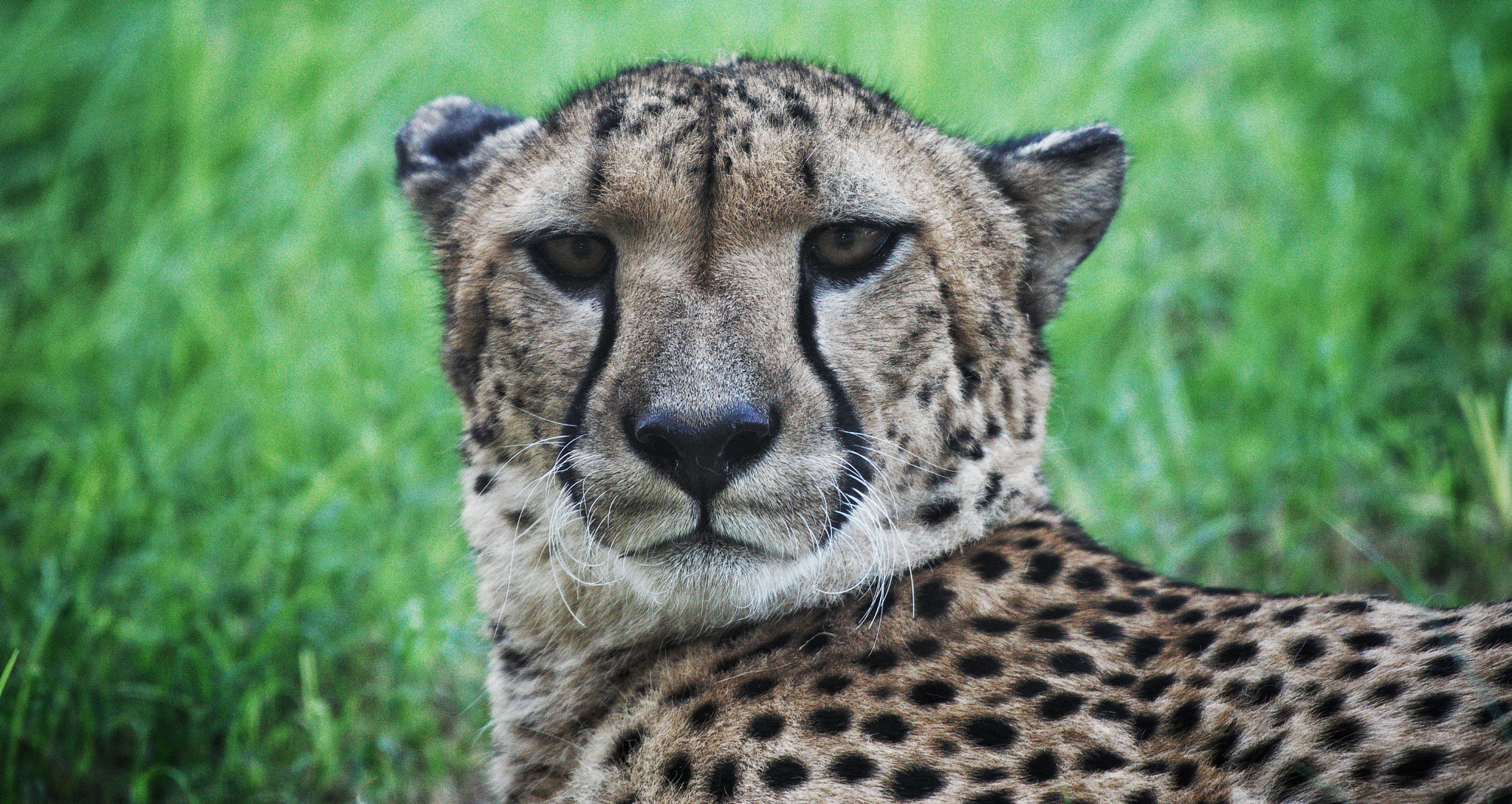 Sony a6000 + Sony FE 70-200mm F4 G OSS sample photo. Cheetah photography