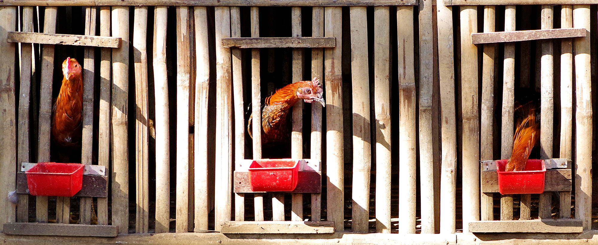 Pentax K-1 sample photo. Chicken chicken chicken photography