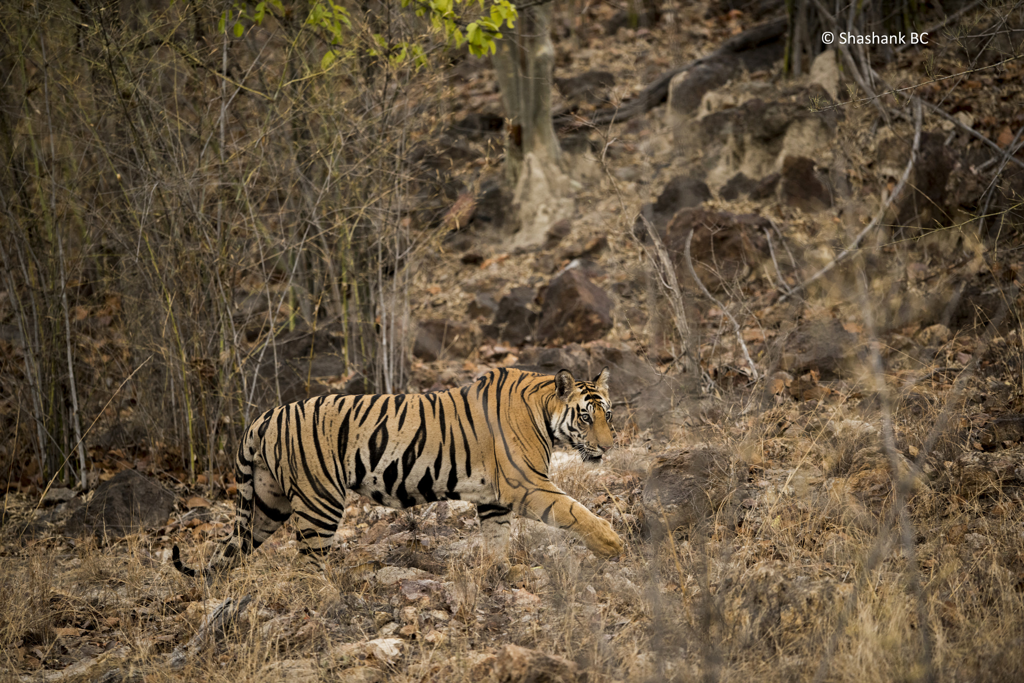 Nikon D810 sample photo. Predator on a stroll. photography