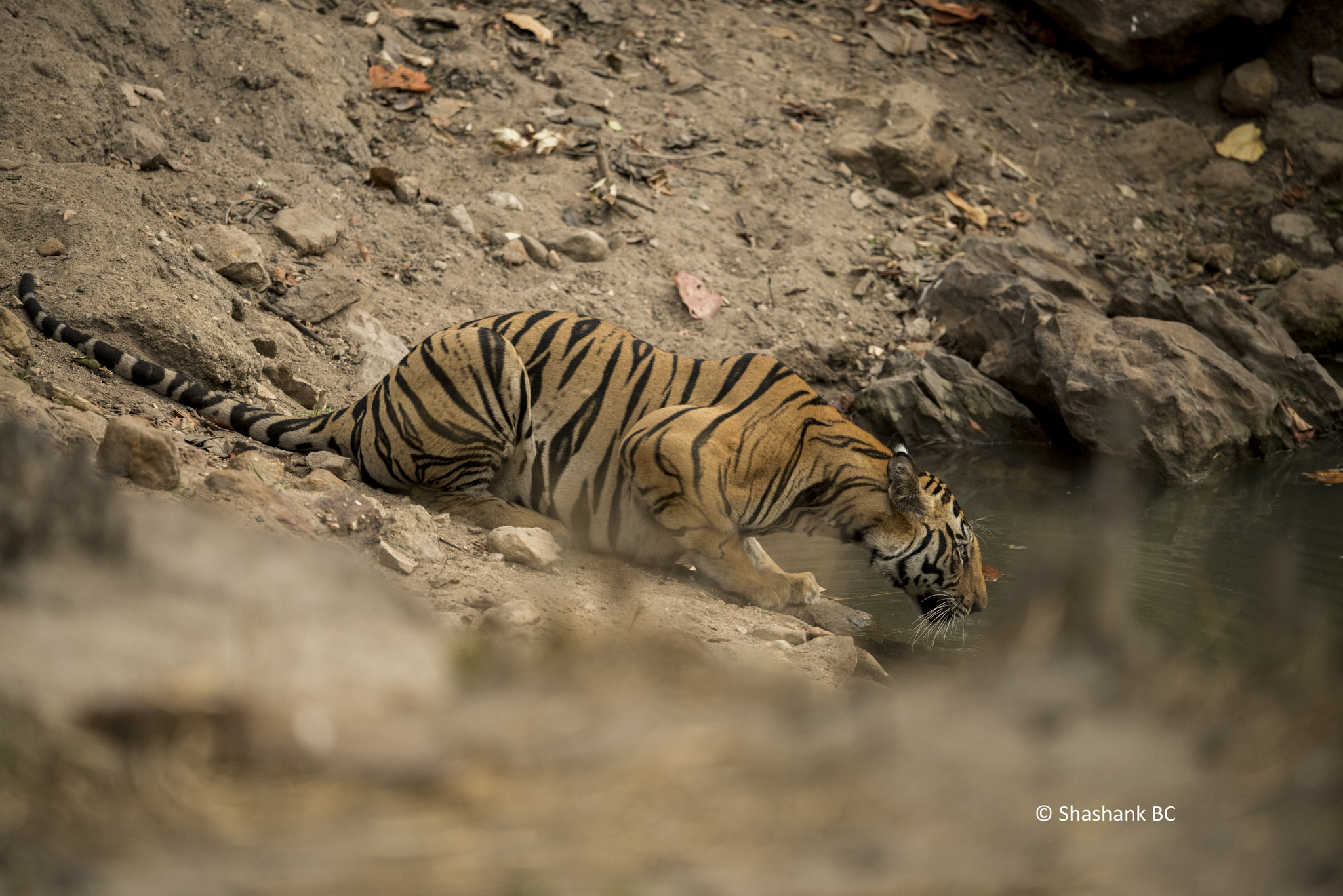 Nikon D810 + Nikon AF-S Nikkor 400mm F2.8E FL ED VR sample photo. Quench your thirst! photography