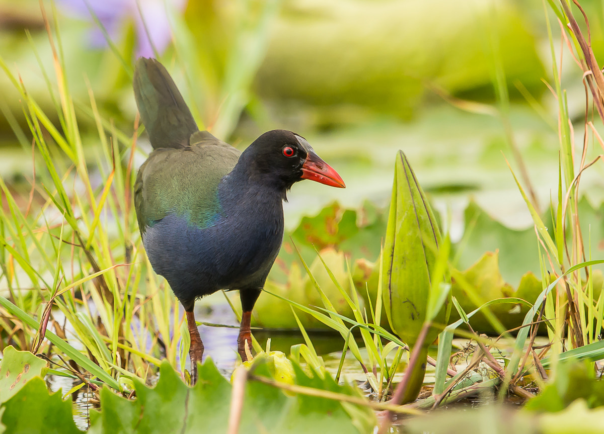 Nikon D7100 + Nikon AF-S Nikkor 600mm F4G ED VR sample photo. Allen's galinule. photography