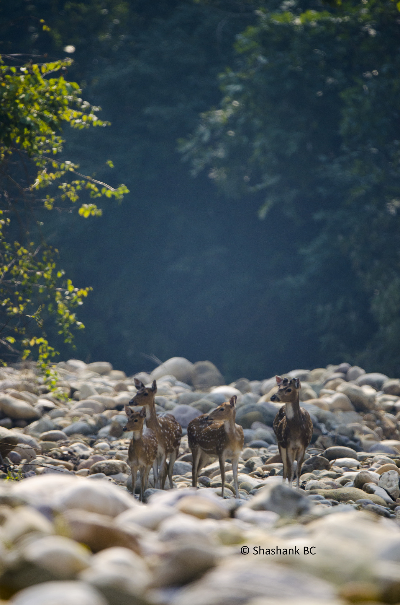 Nikon D5100 sample photo. Spotted deer. photography