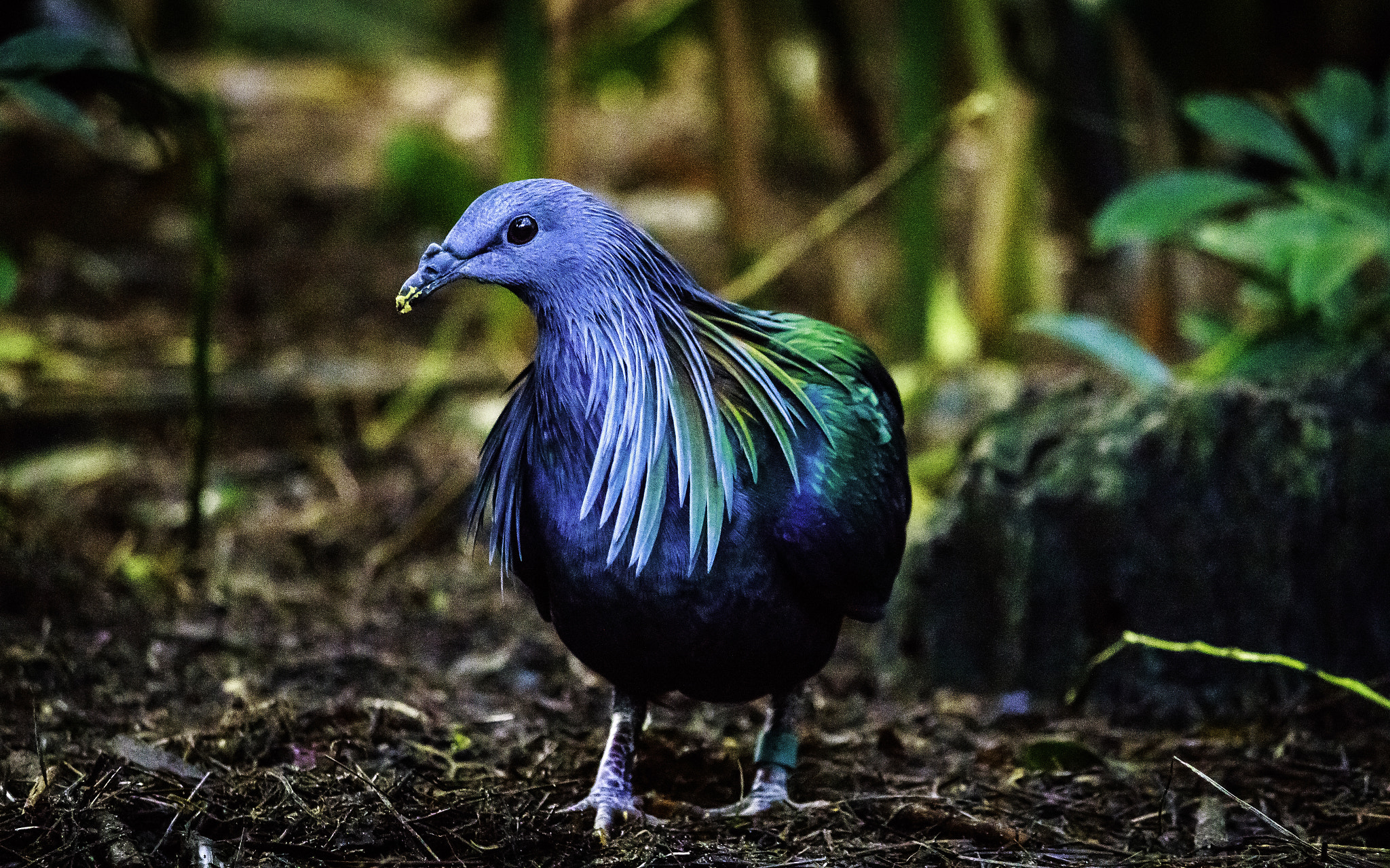 Canon EF-S 55-250mm F4-5.6 IS II sample photo. Nicobar pigeon from animal kingdom photography