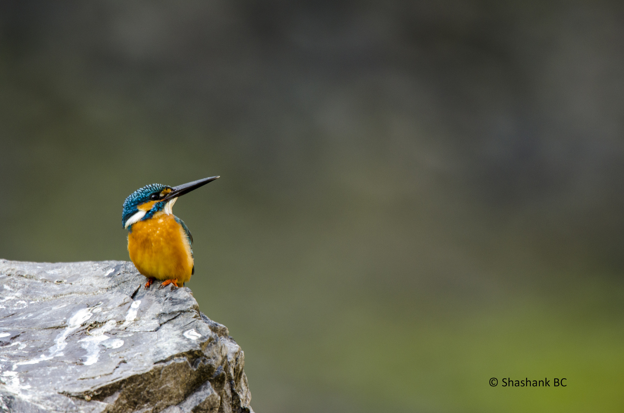Nikon AF-S Nikkor 600mm F4G ED VR sample photo. Kingfisher! photography