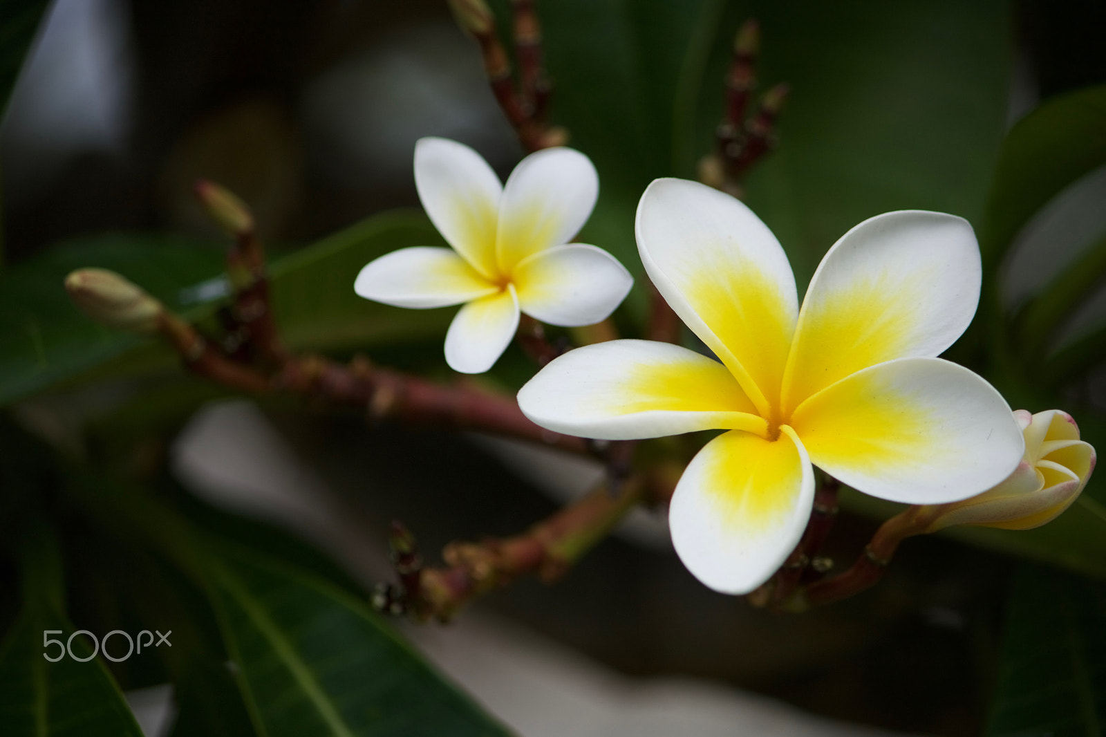 Canon EOS 760D (EOS Rebel T6s / EOS 8000D) sample photo. Img photography