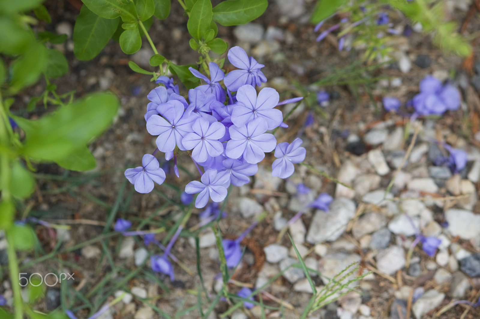 Canon EOS 760D (EOS Rebel T6s / EOS 8000D) sample photo. Img photography