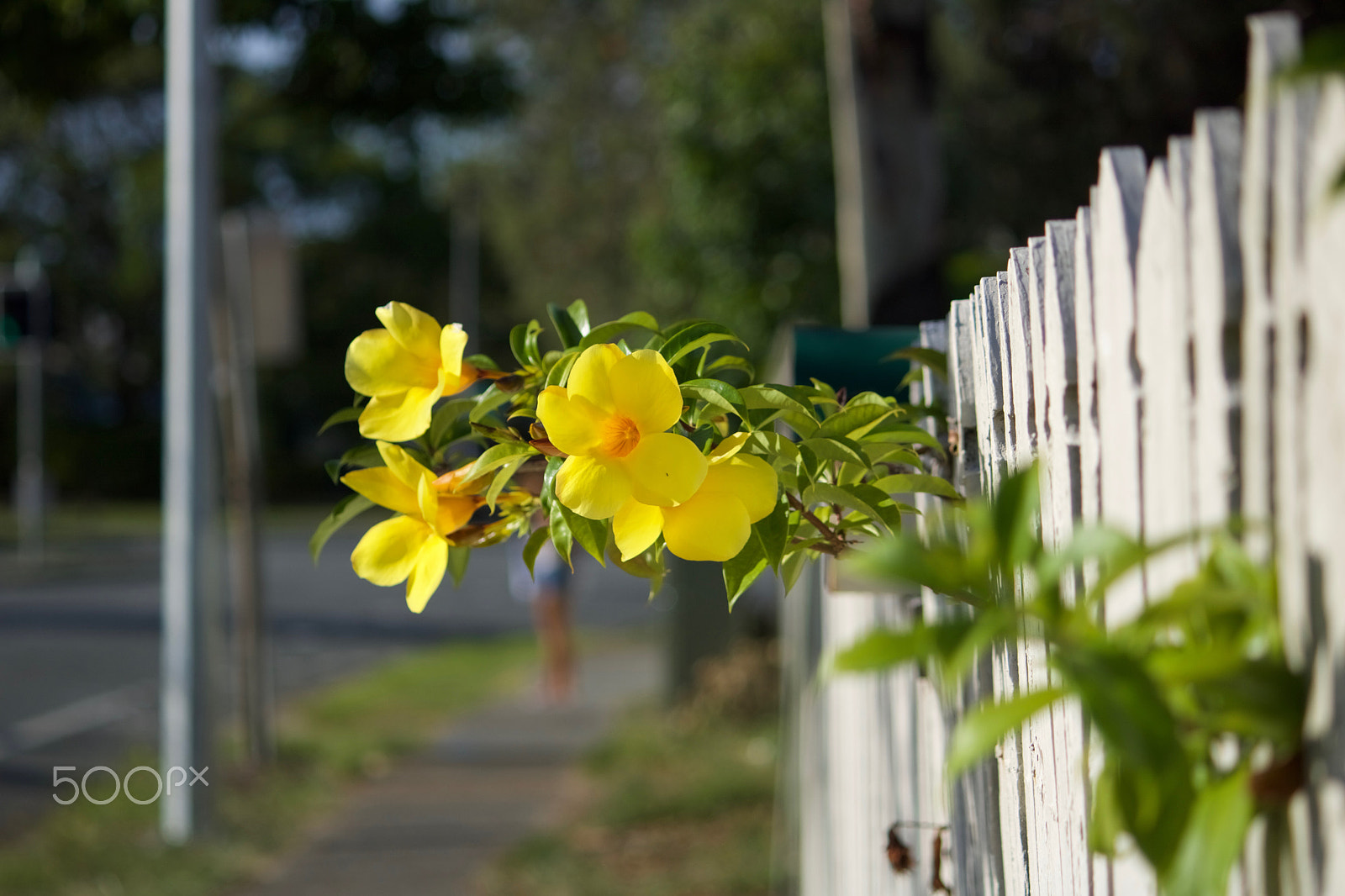 Canon EOS 760D (EOS Rebel T6s / EOS 8000D) sample photo. Img photography