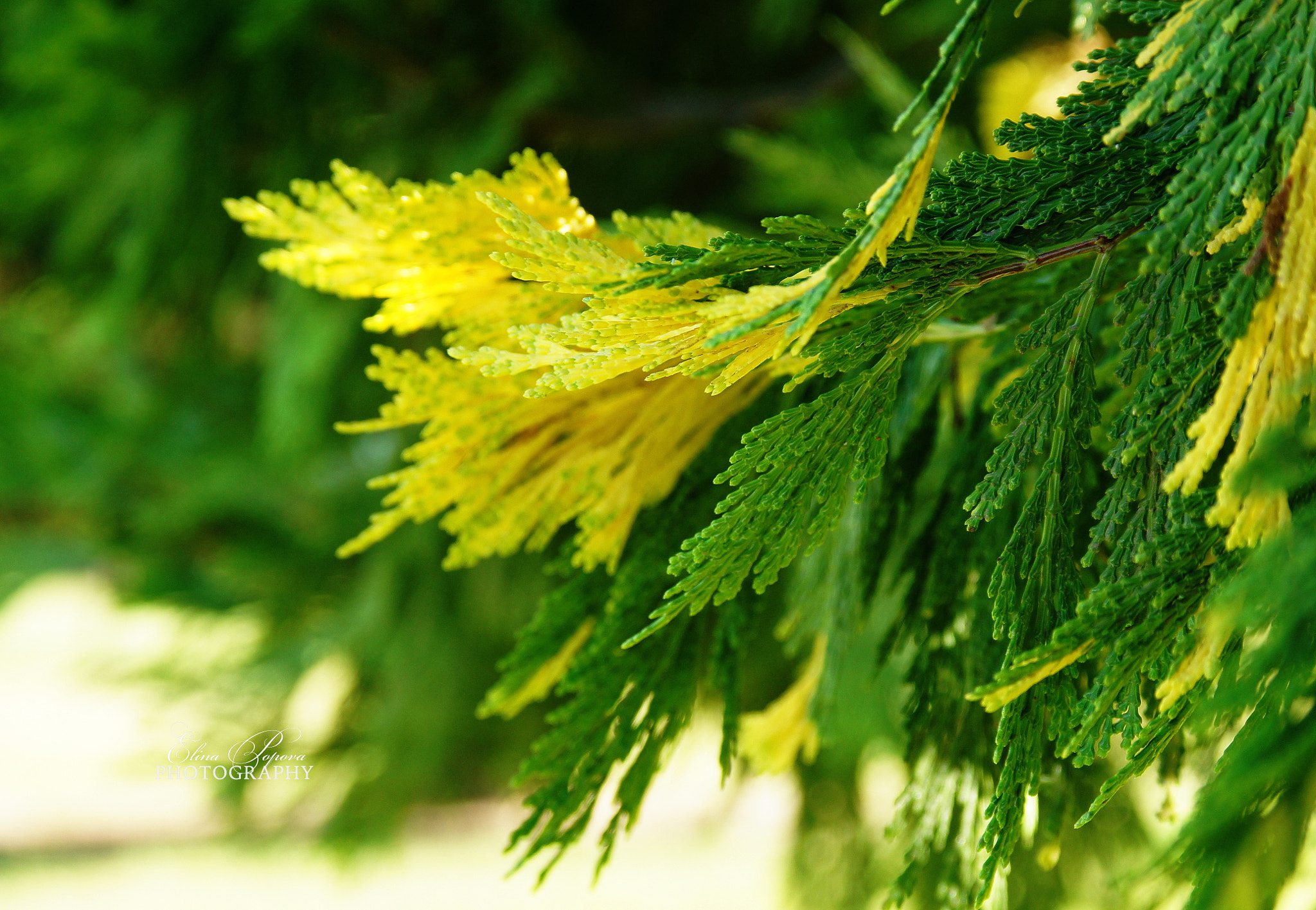Sigma 17-70mm F2.8-4.5 (D) sample photo. *** photography