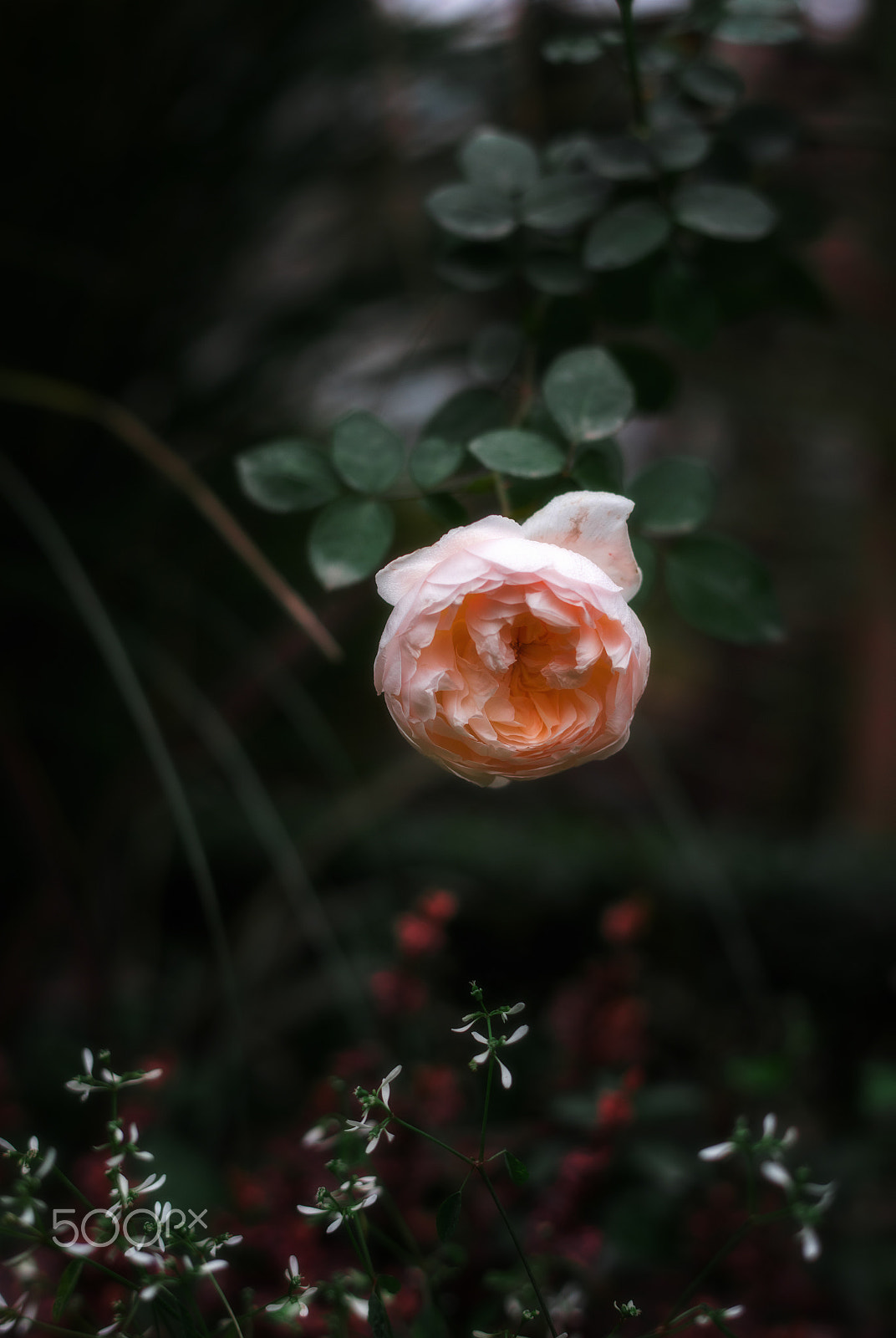 Nikon D810 sample photo. Roses photography