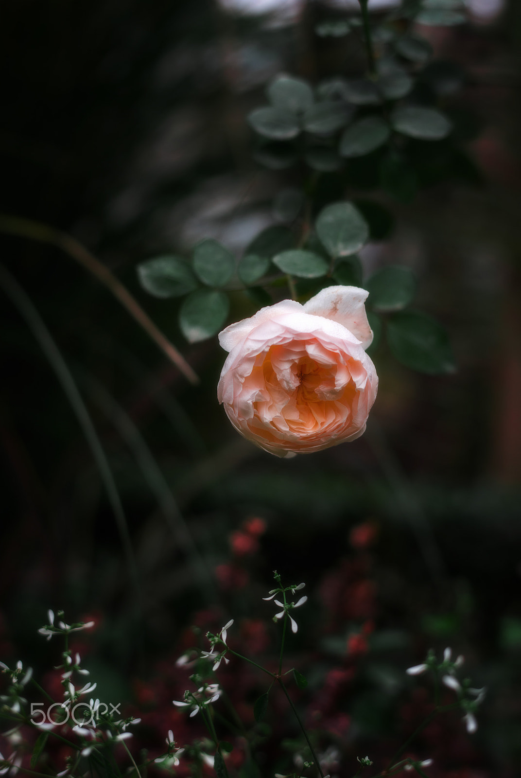 Nikon D810 + Nikon AF-S Nikkor 58mm F1.4G sample photo. Roses photography