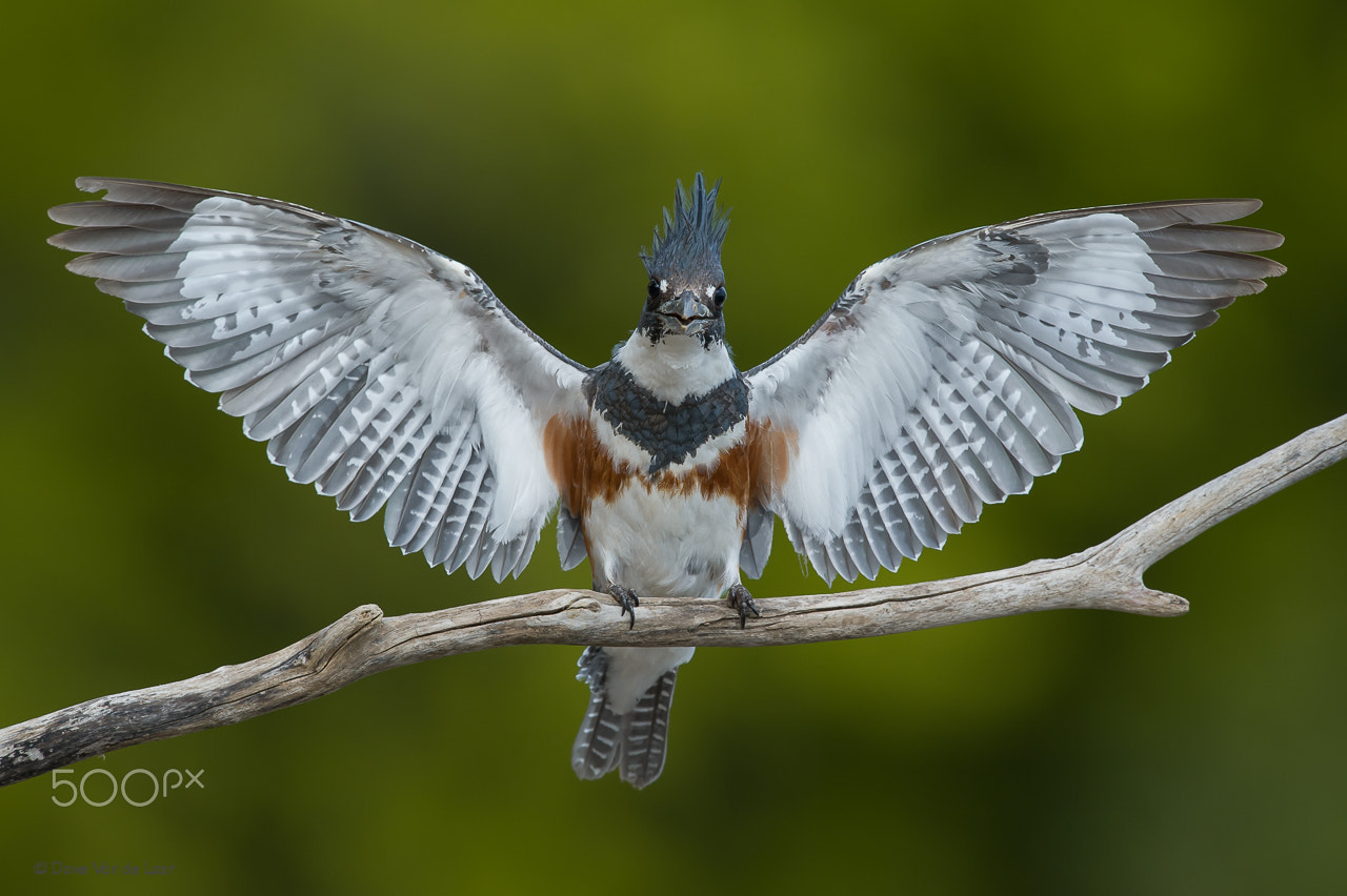 Nikon D3S sample photo. Female belted kingfisher photography
