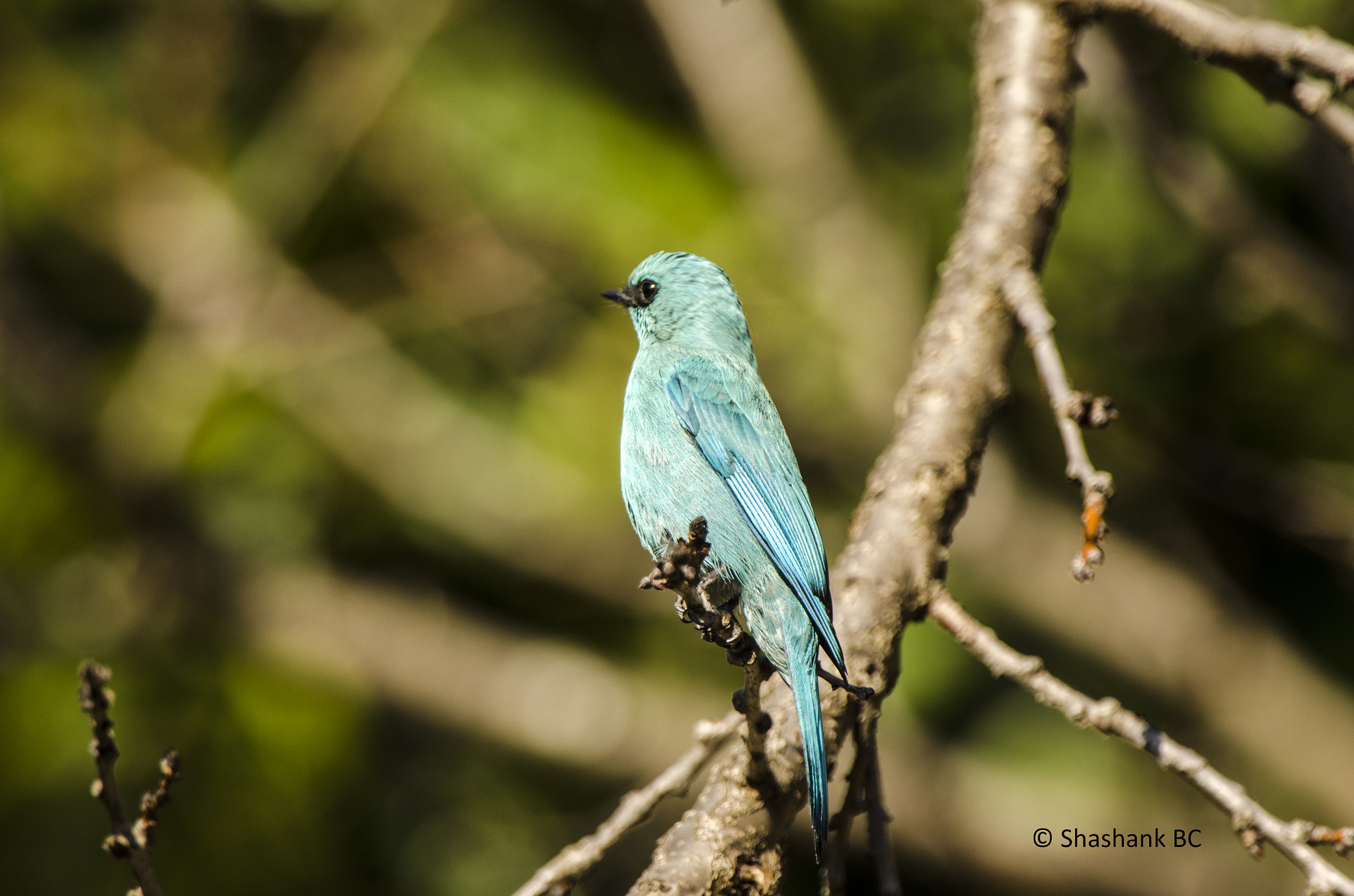 Nikon D5100 sample photo. Verditer fly catcher photography