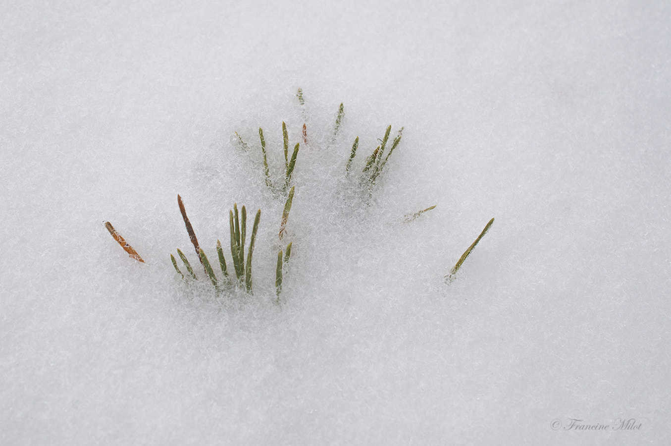 Nikon AF-S DX Micro Nikkor 40mm F2.8 sample photo. Buried under the snow photography