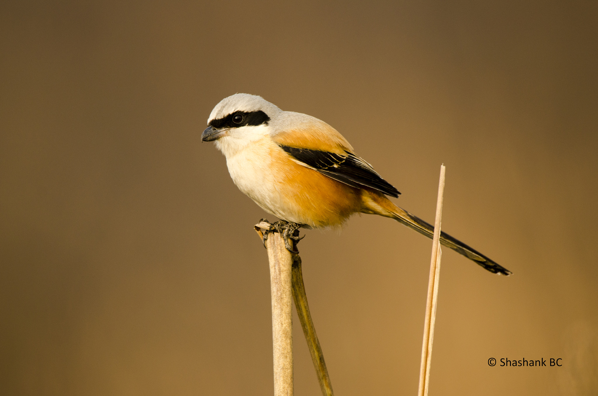 Nikon D5100 sample photo. Long tailed shrike photography