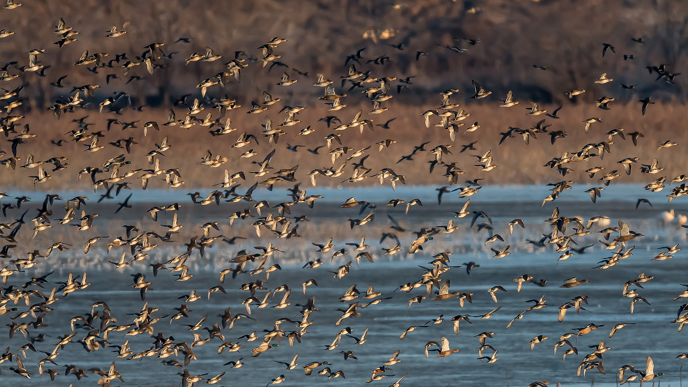 Nikon AF-S Nikkor 600mm F4E FL ED VR sample photo. Baikal teal photography