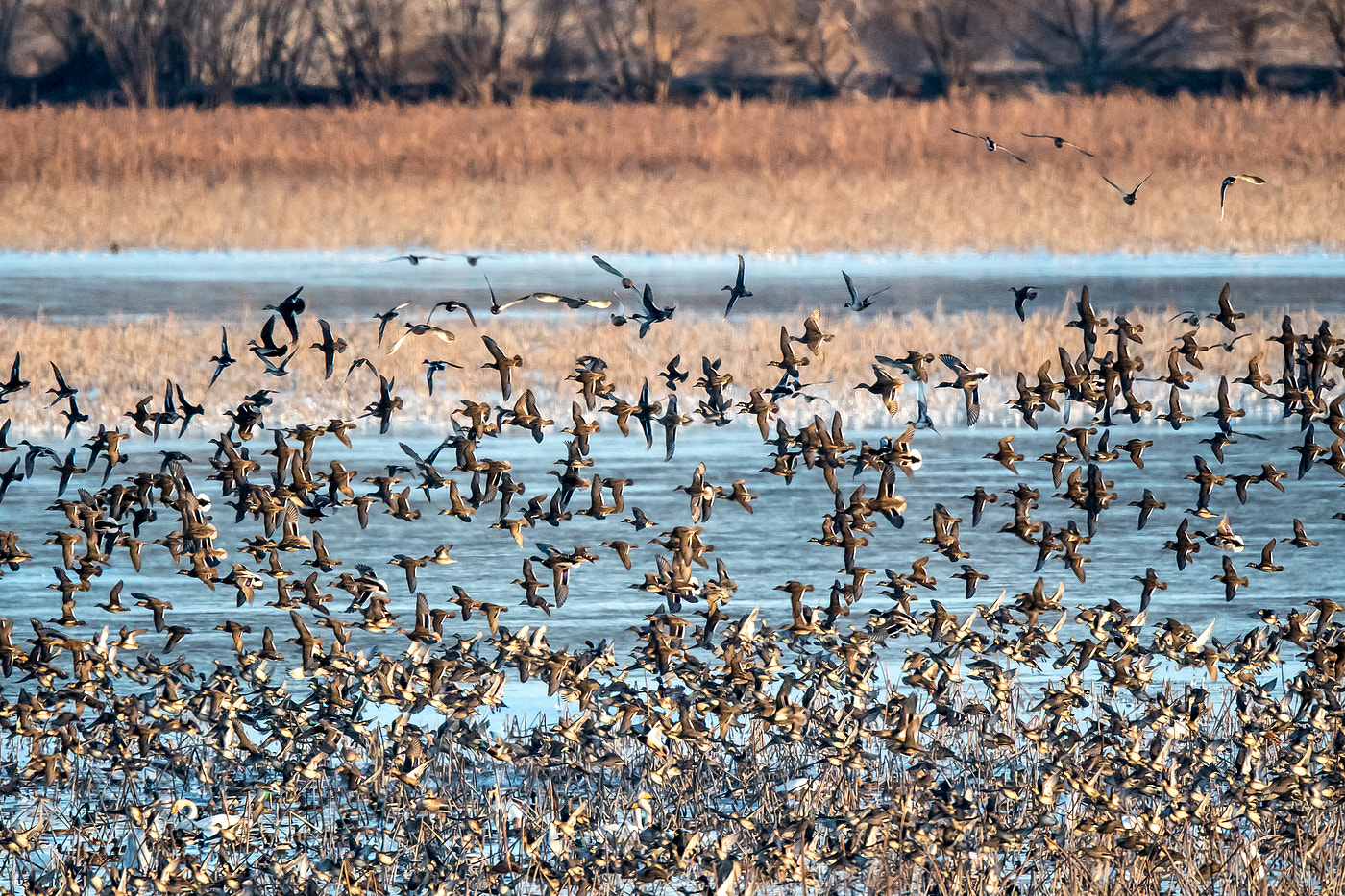 Nikon AF-S Nikkor 600mm F4E FL ED VR sample photo. Baikal teal photography