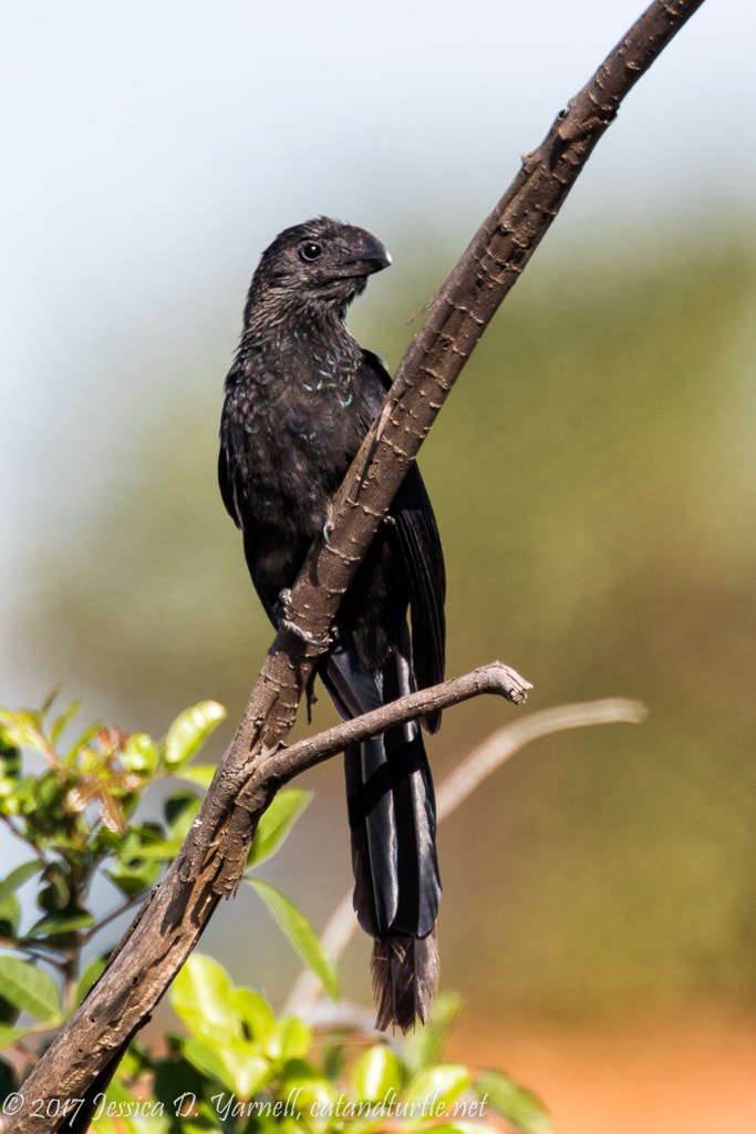 Canon EOS 7D Mark II sample photo. Smooth-billed ani photography