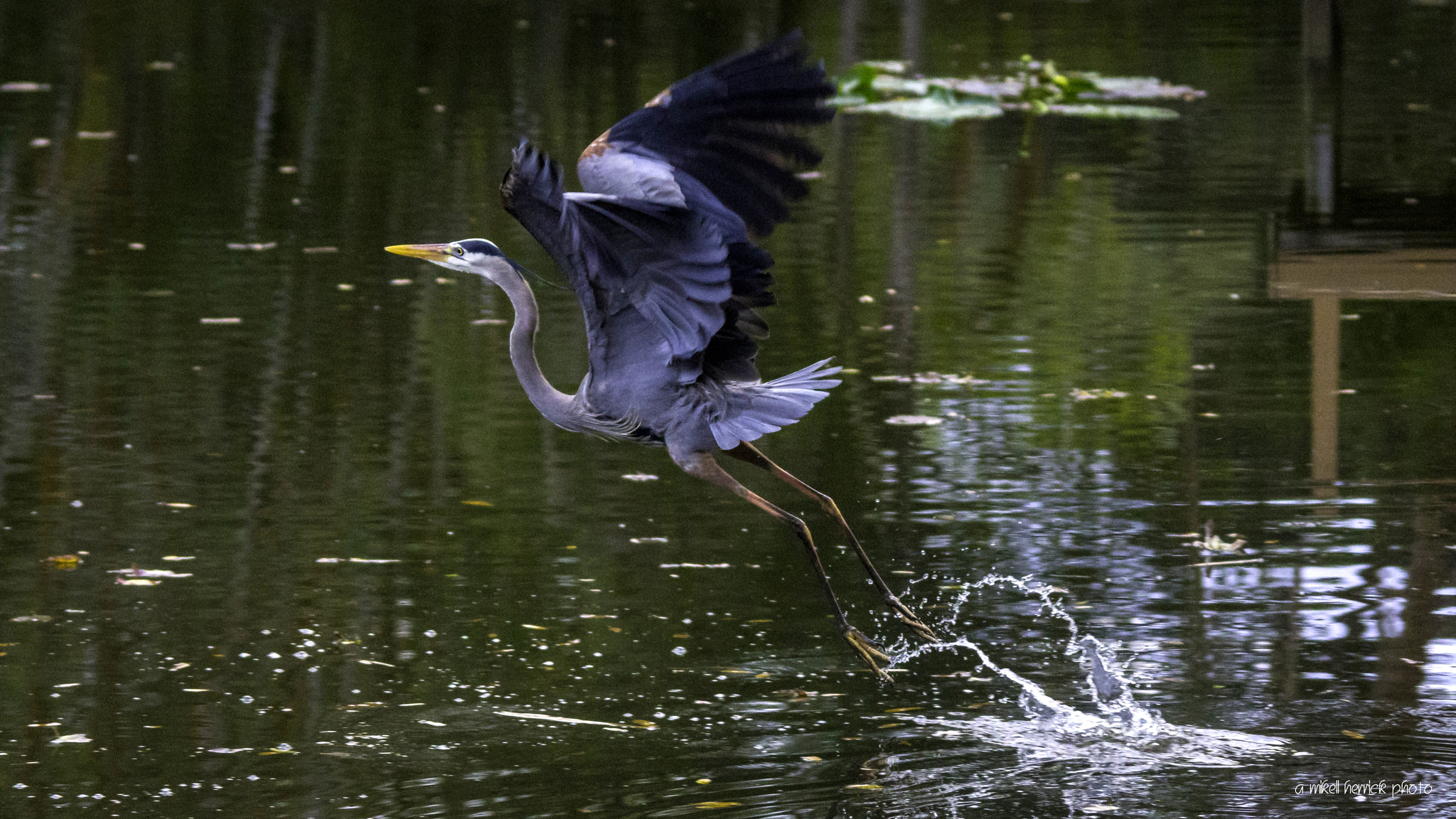 Sigma 150-500mm F5-6.3 DG OS HSM sample photo. Liftoff photography