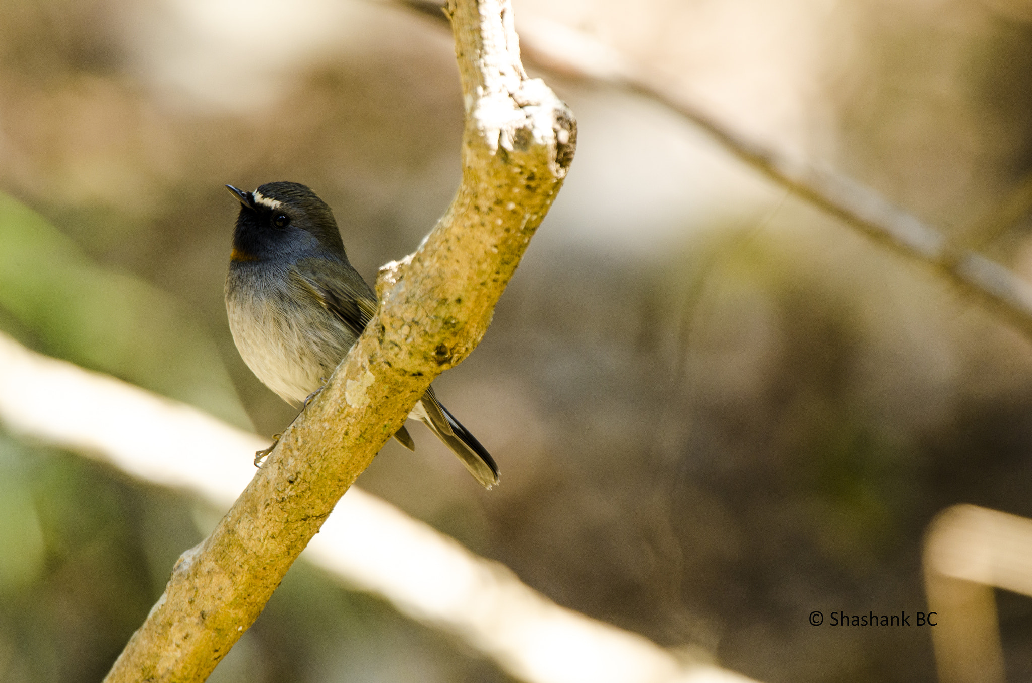 Nikon D5100 sample photo. Rufous-gorgeted fly catcher photography